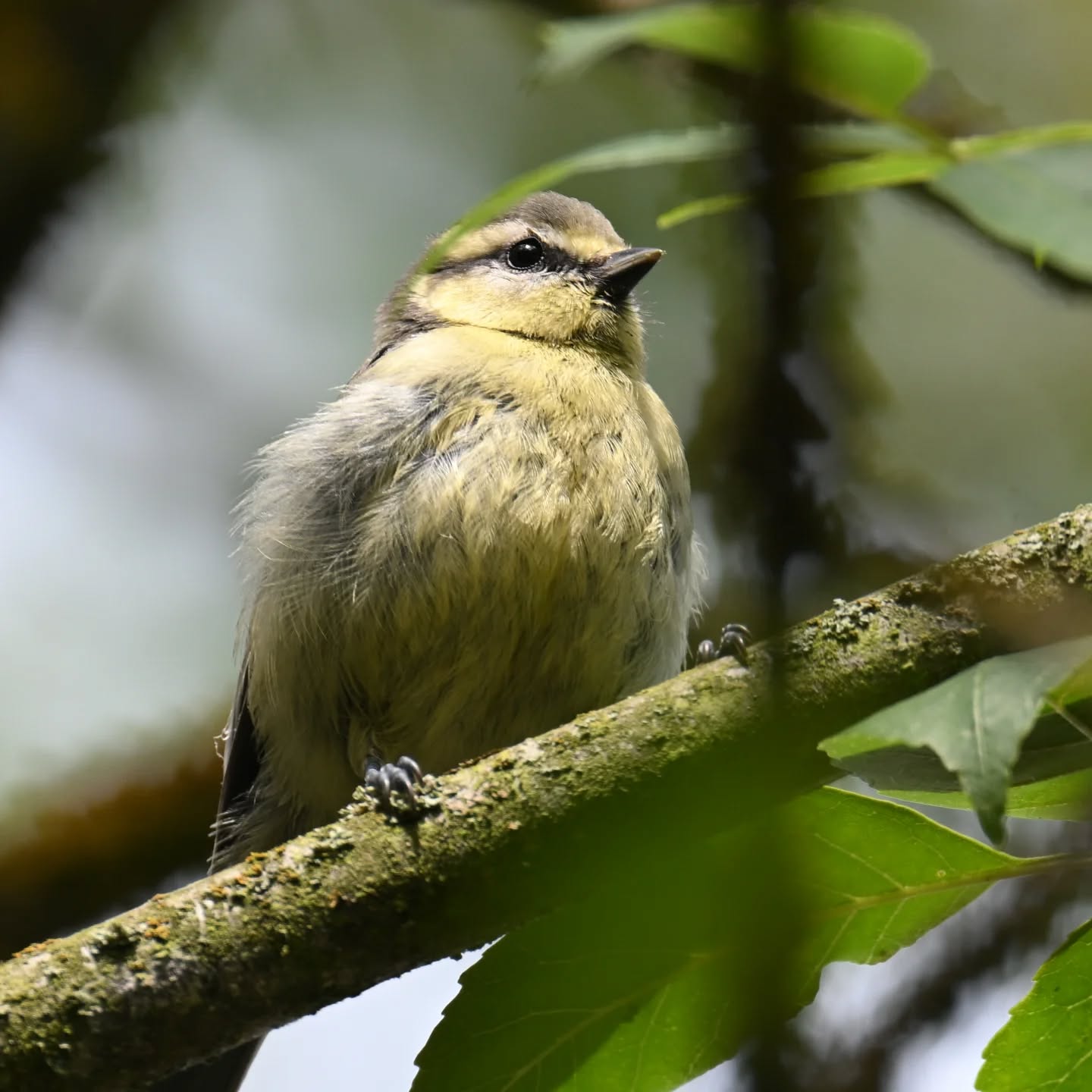 Modraszkowa młodzież 😊

#modraszka #sikoramodraszka #sikoramodra #sikorka #ptakipolski #ptaki #osrodekwypoczynkowyłoś #mazury #cyanistescaeruleus #bluetit #juvenilebird #birds