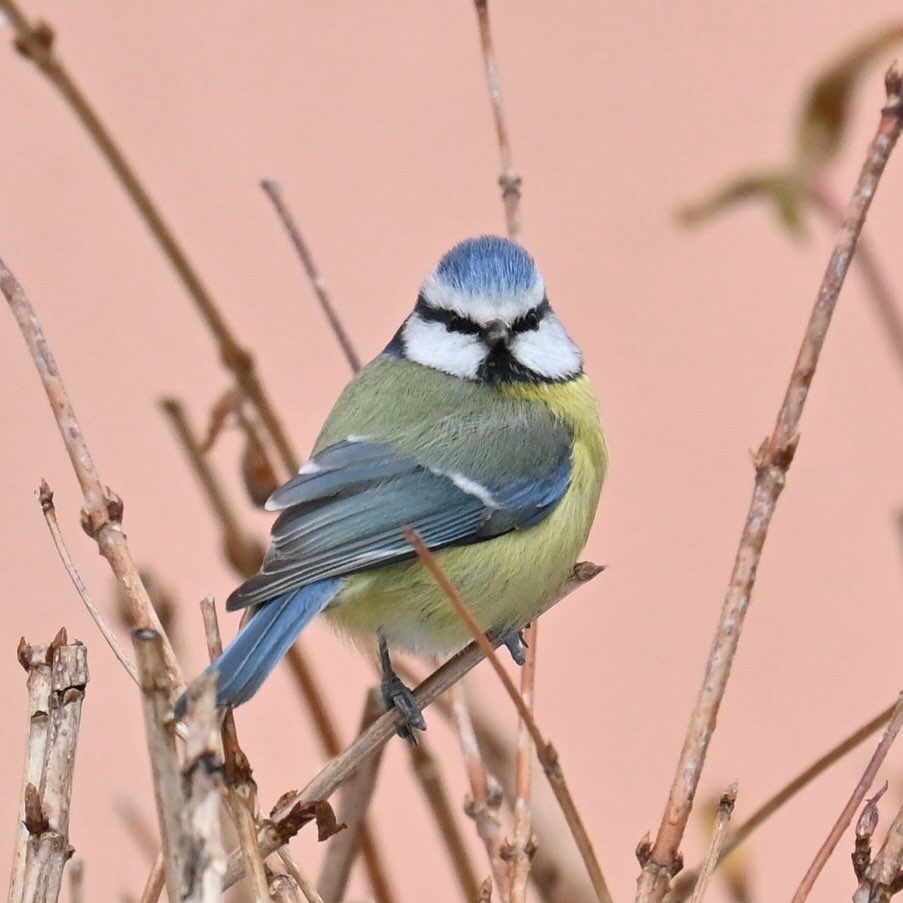 Modraszka z osiedla o przenikliwym spojrzeniu 😎

#modraszka #sikorkamodraszka #sikoramodra #cyanistescaeruleus #bluetit