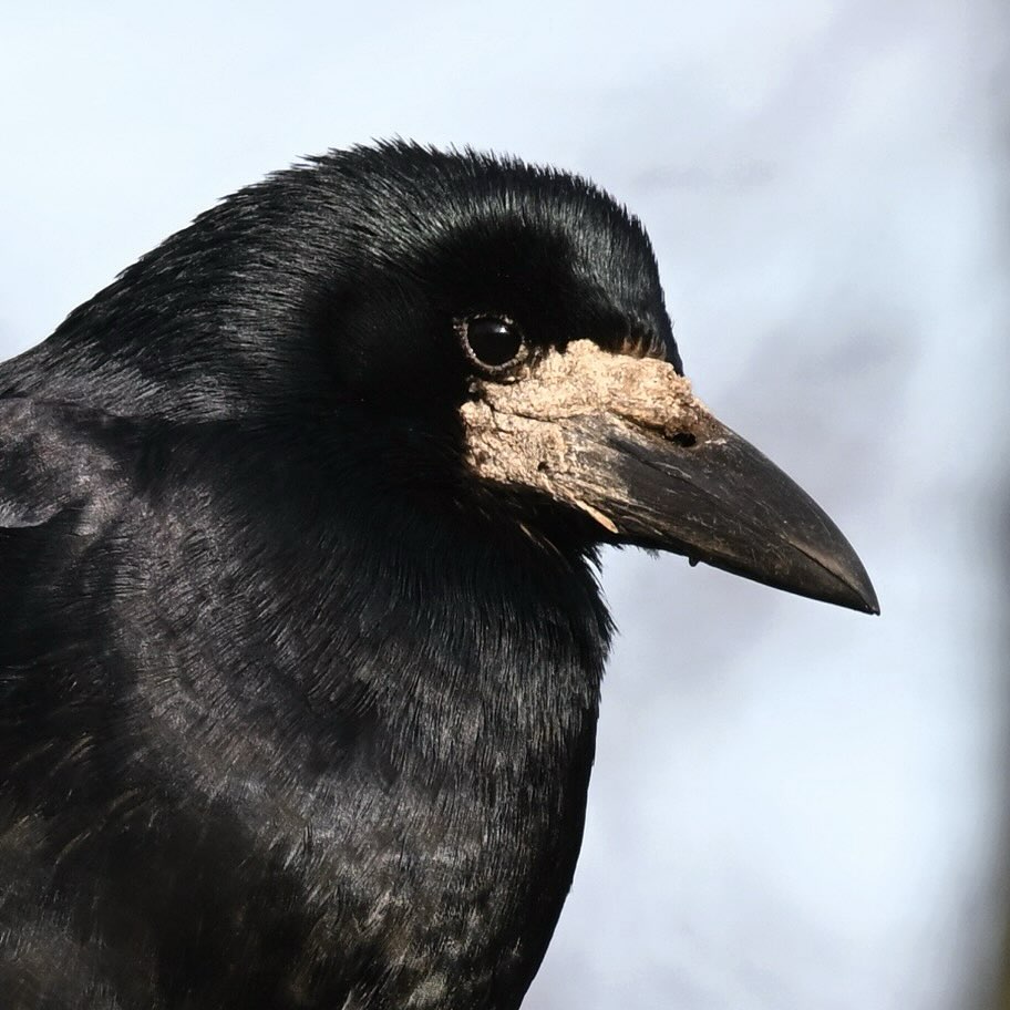 Portret gawrona

#gawron #krukowate #ptakimiasta #ptaki #corvusfrugilegus #rook