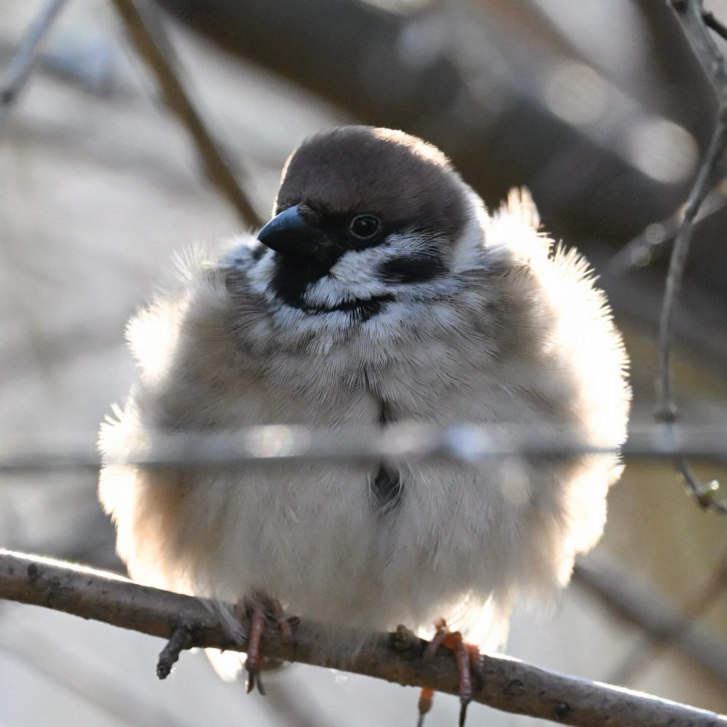 Zimowy look Mazurka

#mazurek #wróbelpolny #ptaki #ptakimiasta #ptakizimą #passermontanus #treesparrow