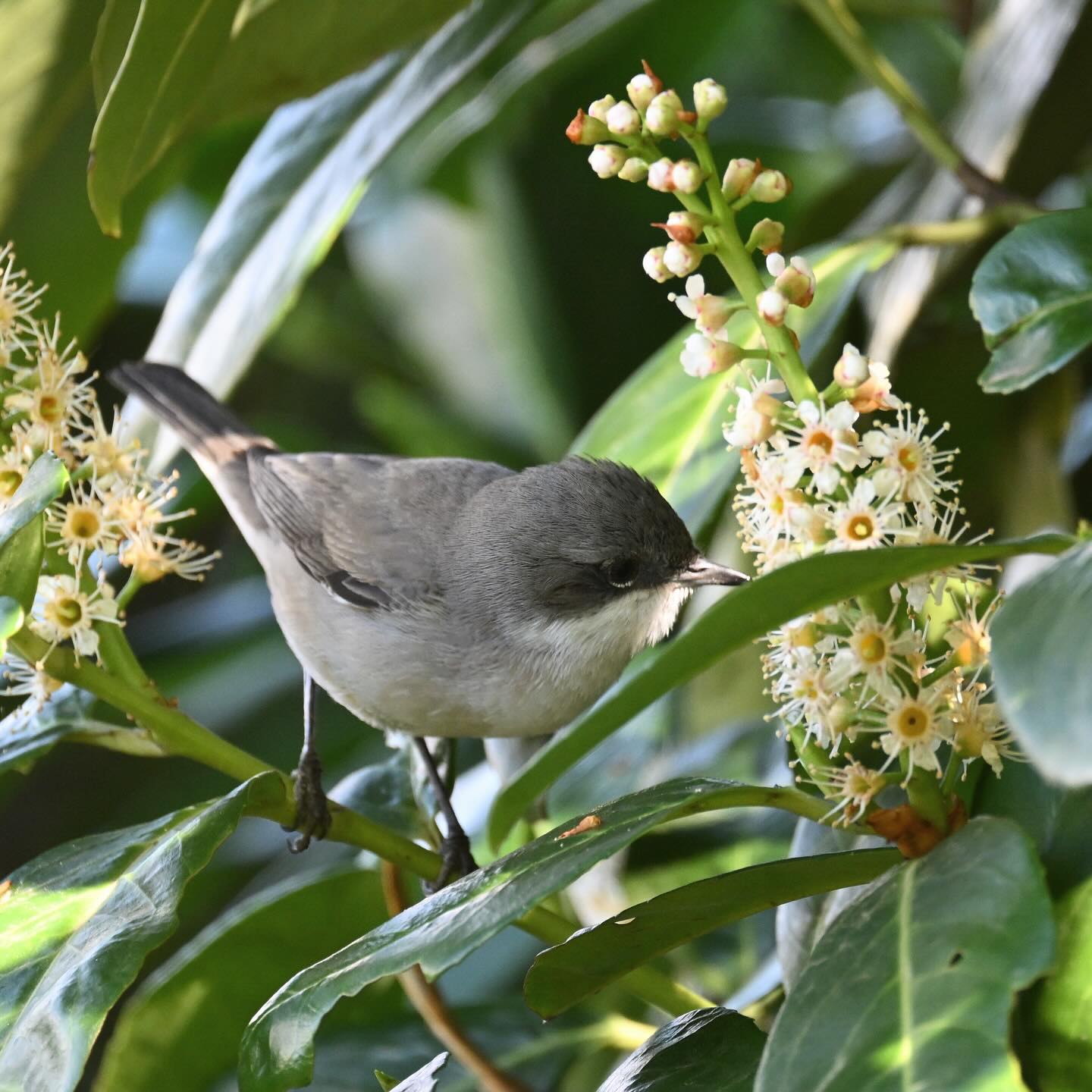 Nasza pierwsza piegża na profilu 🥰 (choć nie pierwsza napotkana i sfotografowana, ale jednak spotykamy je rzadko)

Kwiecień 2025

#piegża #piegza #ptaki #ptakipolski #ptakiwiosną #wiosna #currucacurruca #lesserwhitethroat #birds