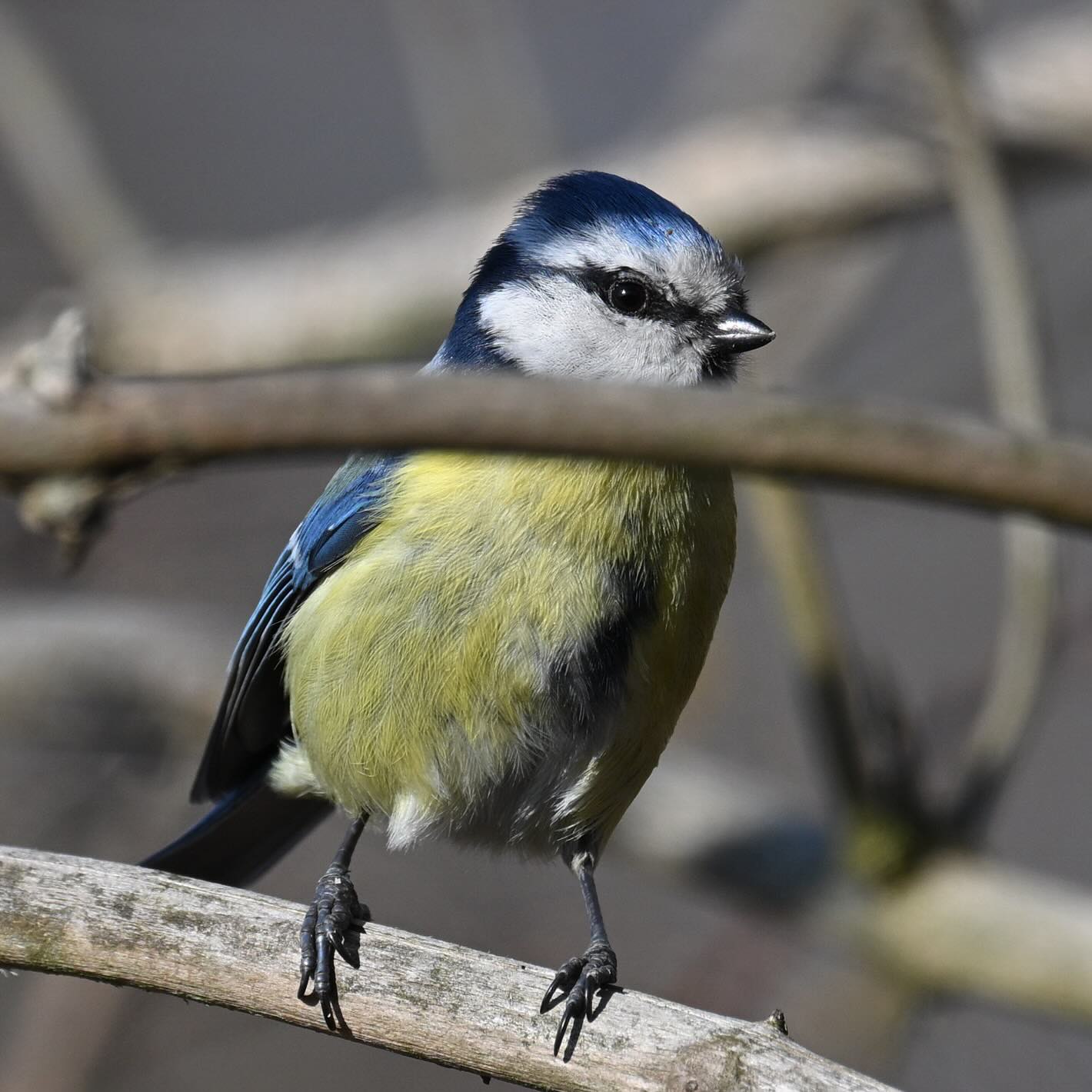 Pruszkowska modraszka 

#modraszka #sikorka #sikorkamodraszka #sikoramodra #ptaki #ptakizimą #cyanistescaeruleus #bluetit