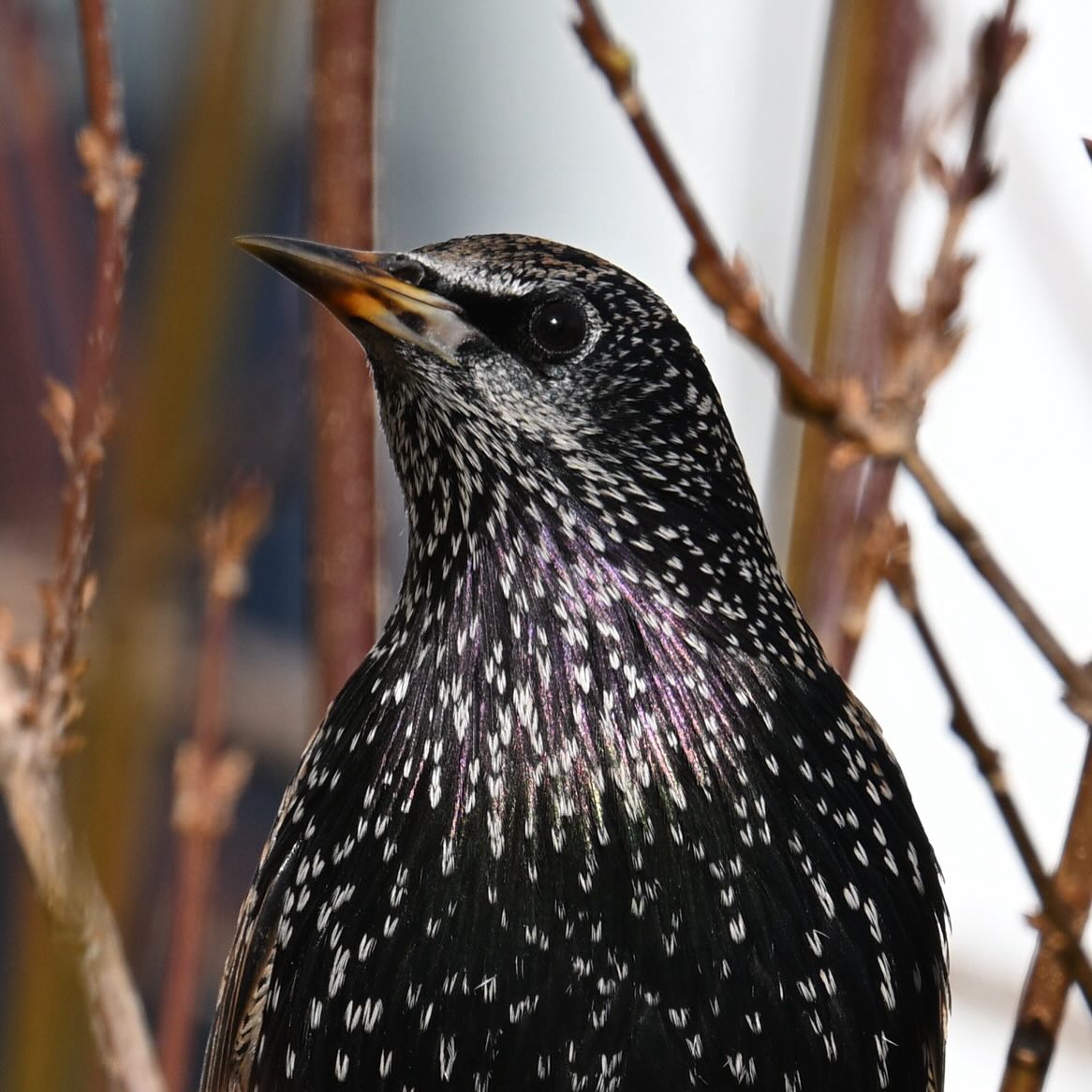 Szpaczek z podwórka 

#szpak #ptaki #ptakimiasta #ptakizimą #sturnusvulgaris #starling