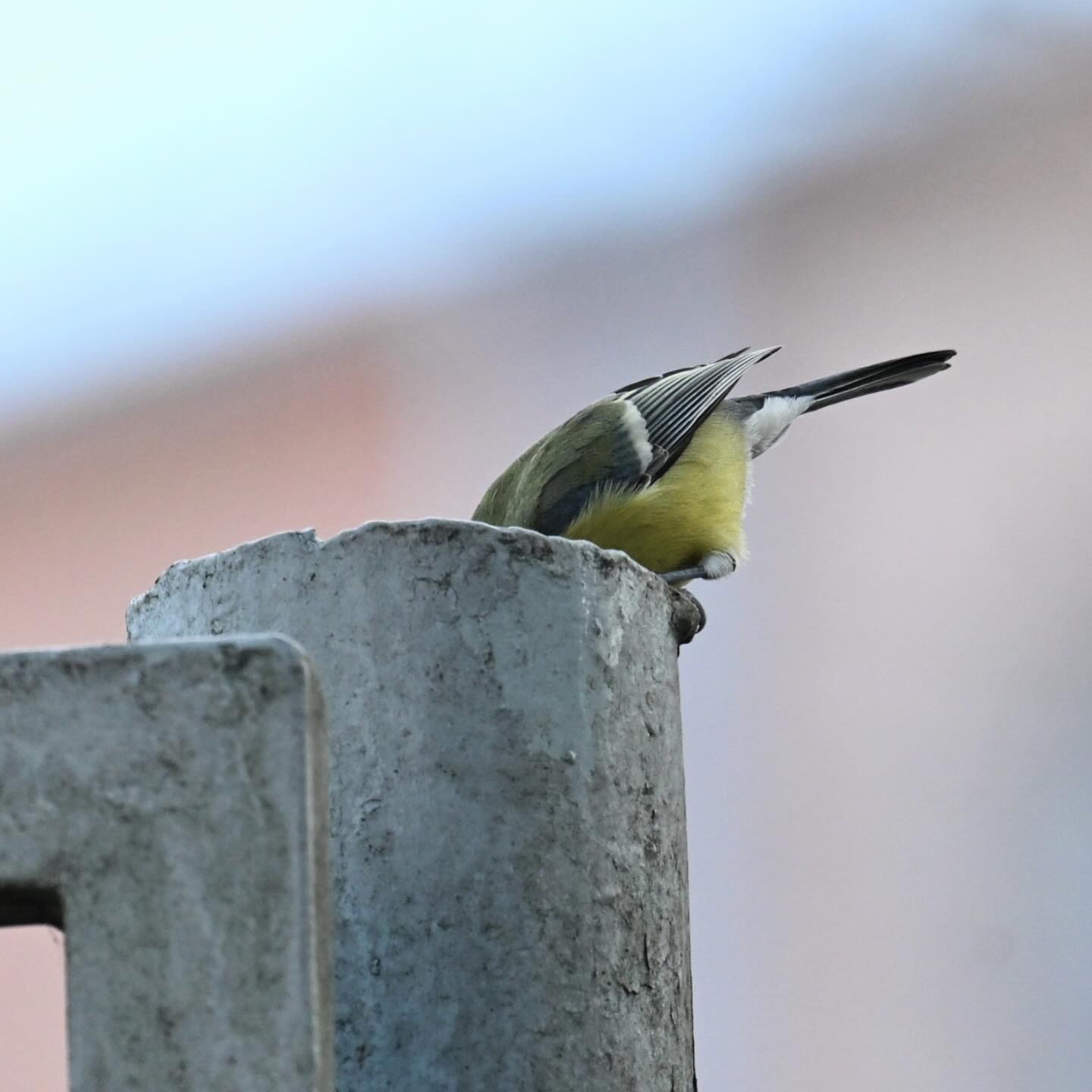 Ciekawska sikorka 

#sikorabogatka #sikorka #bogatka #parusmajor #greattit #ptaki #ptakimiasta
