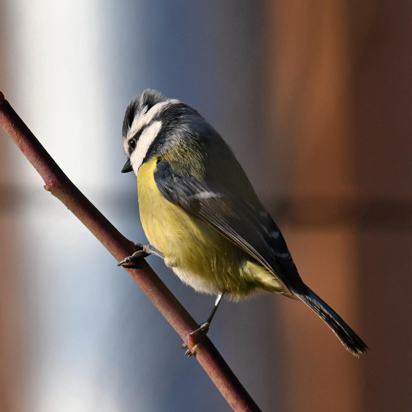 Sikorka modraszka

#sikoramodra #modraszka #sikorkamodraszka #sikoramodraszka #cyanistescaeruleu #bluetit #ptaki #ptakimiasta