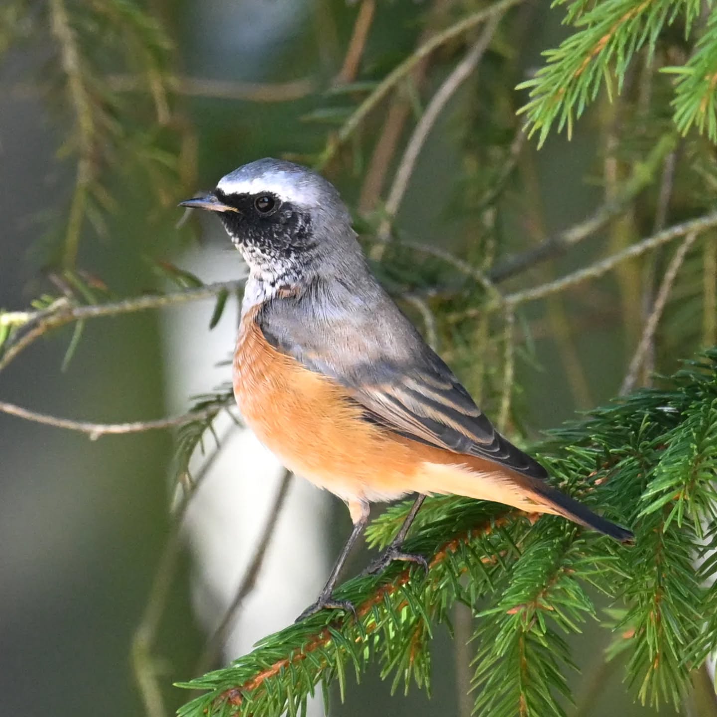 Mazurska pleszka

Sierpień 2025

#pleszka #ptakipolski #ptaki #osrodekwypoczynkowyłoś #mazury #phoenicurusphoenicurus #commonredstart #redstart #birds