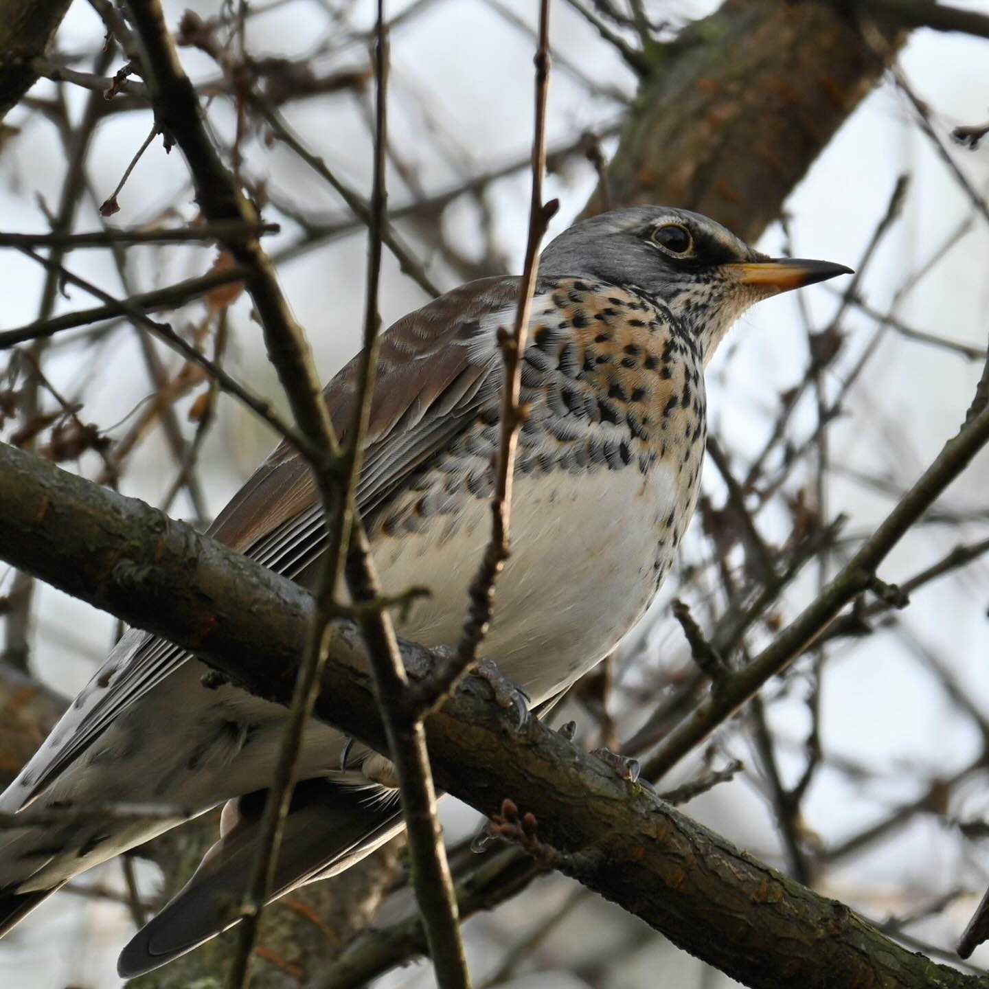Kwiczoł odpoczywa po jedzeniu jabłek z osiedlowych jabłoni

#kwiczoł #ptakimiasta #ptaki #drozdowate #turduspilaris #fieldfare