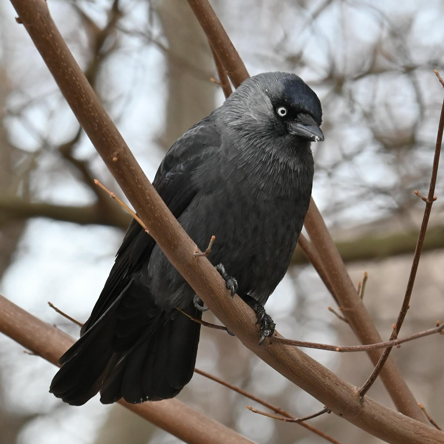 Kawka obserwuje jak rzucamy innej orzecha 

#kawka #kawkazwyczajna #krukowate #ptaki #ptakimiasta #corvusmonedula #jackdaw