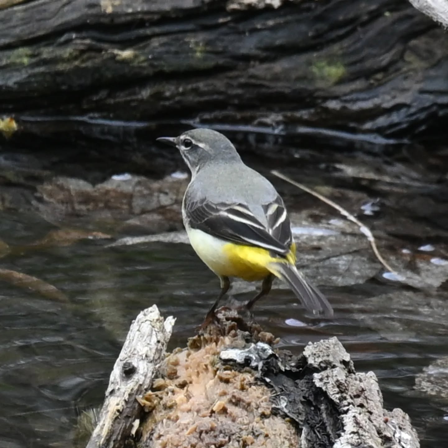 Nasza pierwsza sfotografowana, a druga napotkana pliszka górska ☺️ 

#pliszkagórska #ptakiwiosną #motacillacinerea #greywagtail #birdsinspring