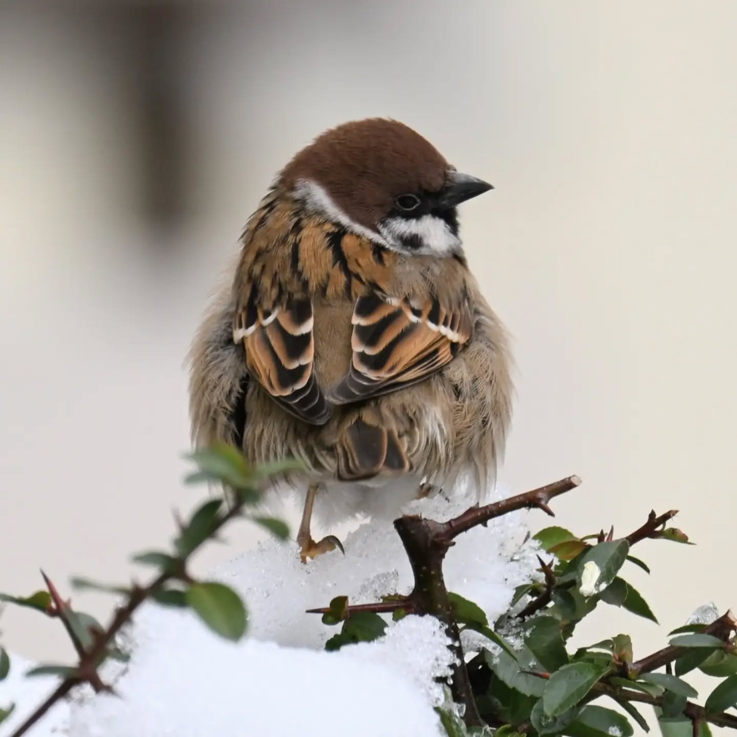 Mazurek w śniegu w pozie, w której widać piękne wzorzyste piórka 🥰

#mazurek #ptaki #passermontanus #treesparrow #birds