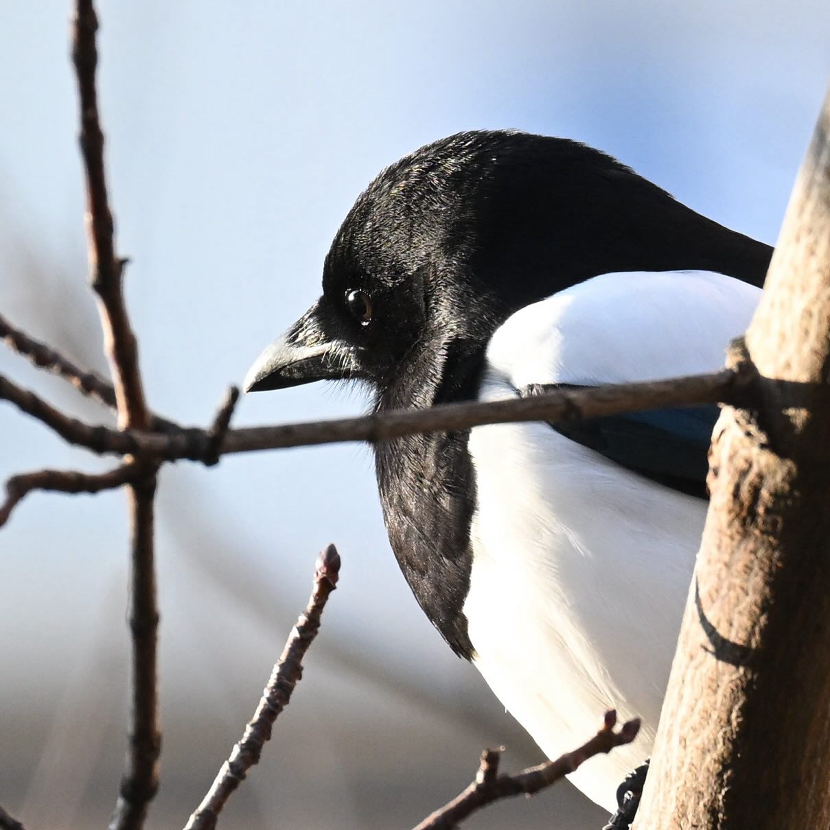 Zamyślona sroka

#sroka #srokazwyczajna #srokapospolita #picapica #magpie #thinking #ptaki #ptakimiasta