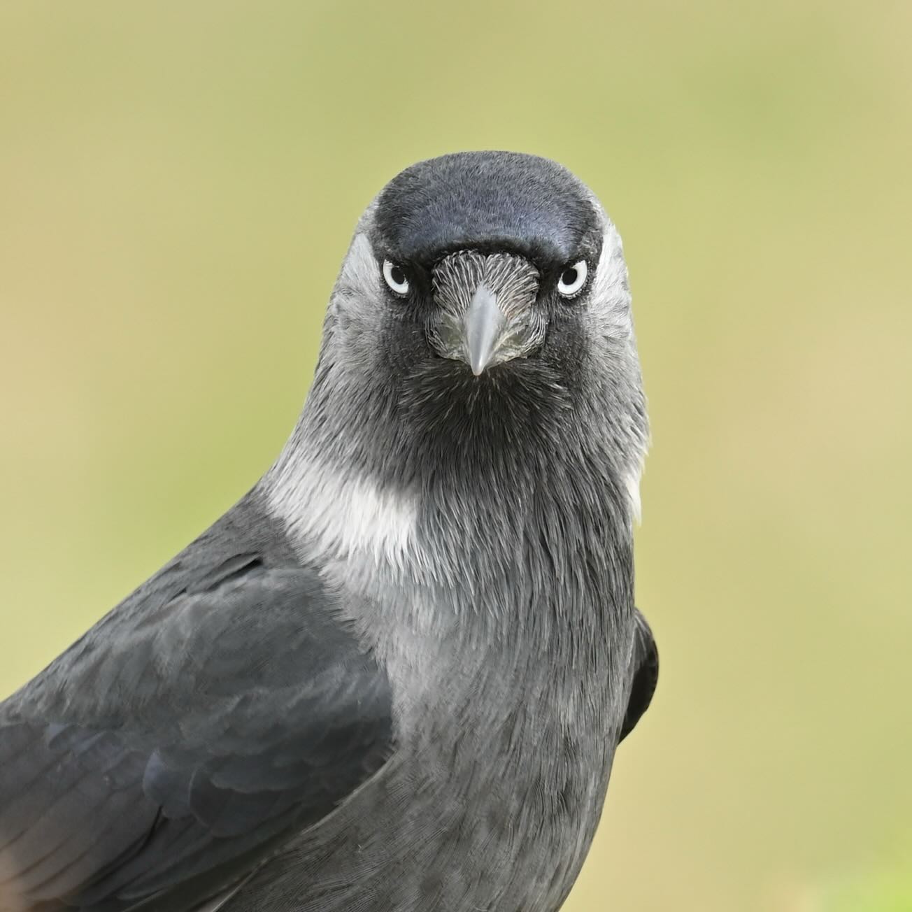Srogie spojrzenie kawki 

Kwiecień 2024

#kawka #krukowate #ptaki #ptakimiasta #ptakipolski #corvusmonedula #jackdaw #birds