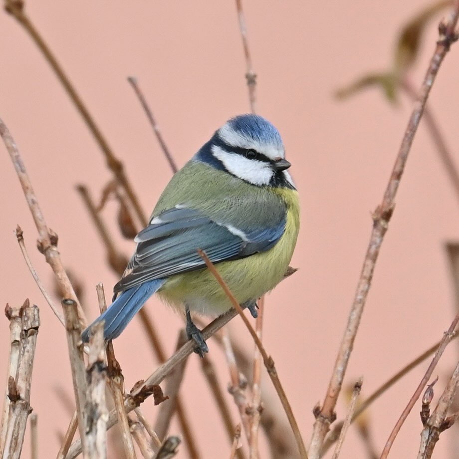 Modraszka czujnie się przygląda 

#modraszka #sikoramodraszka #sikorka #sikoramodra #cyanistescaeruleus #bluetit