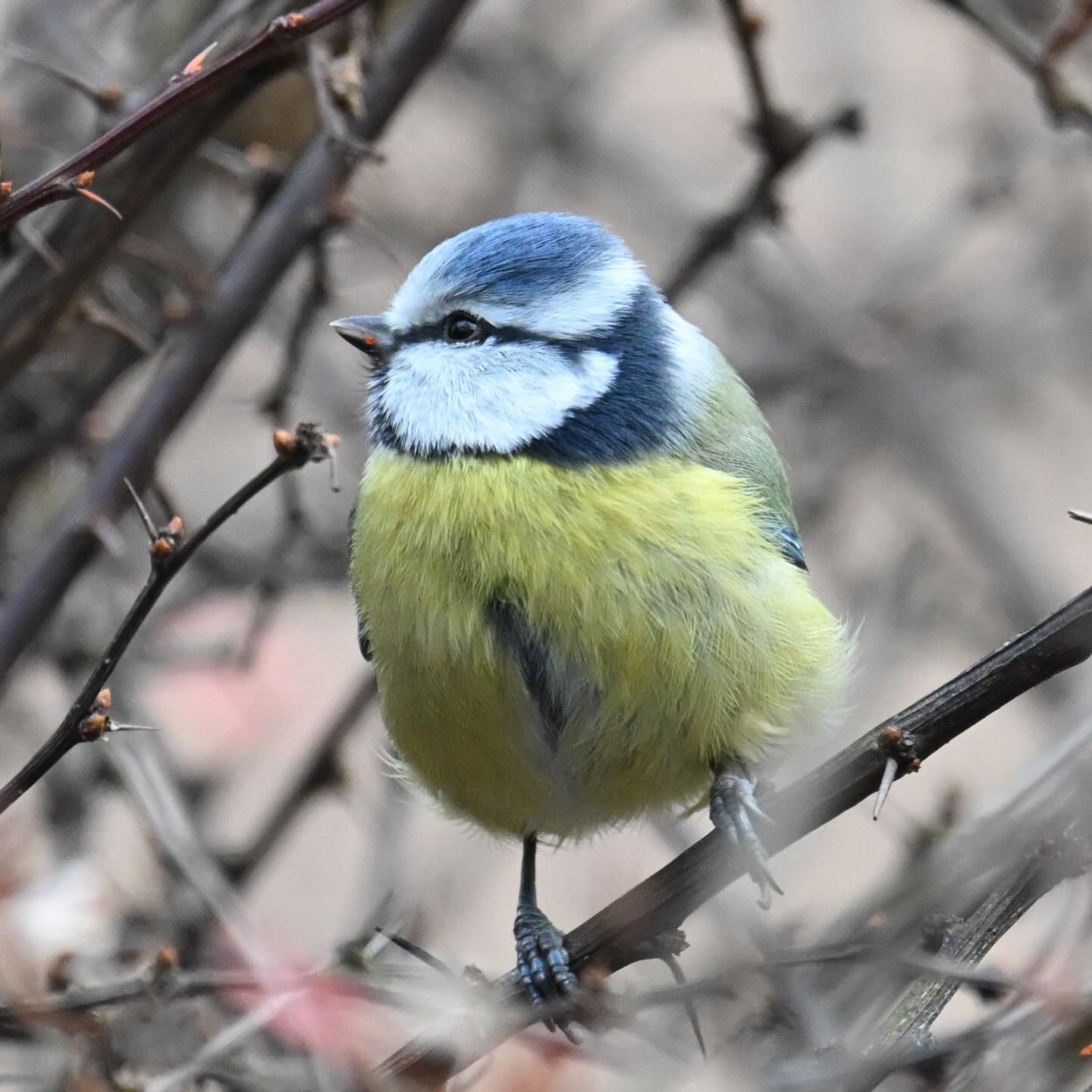 Modraszką ubrudziła dzioba jakimś smakołykiem

#modraszka  #sikoramodra  #sikorka #sikorkamodra #ptaki