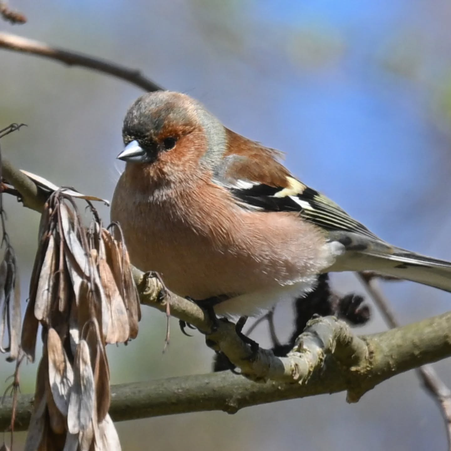 Pan zięba 

#zięba #ptakiwiosną #fringillacoelebs #chaffinch #birdsinspring