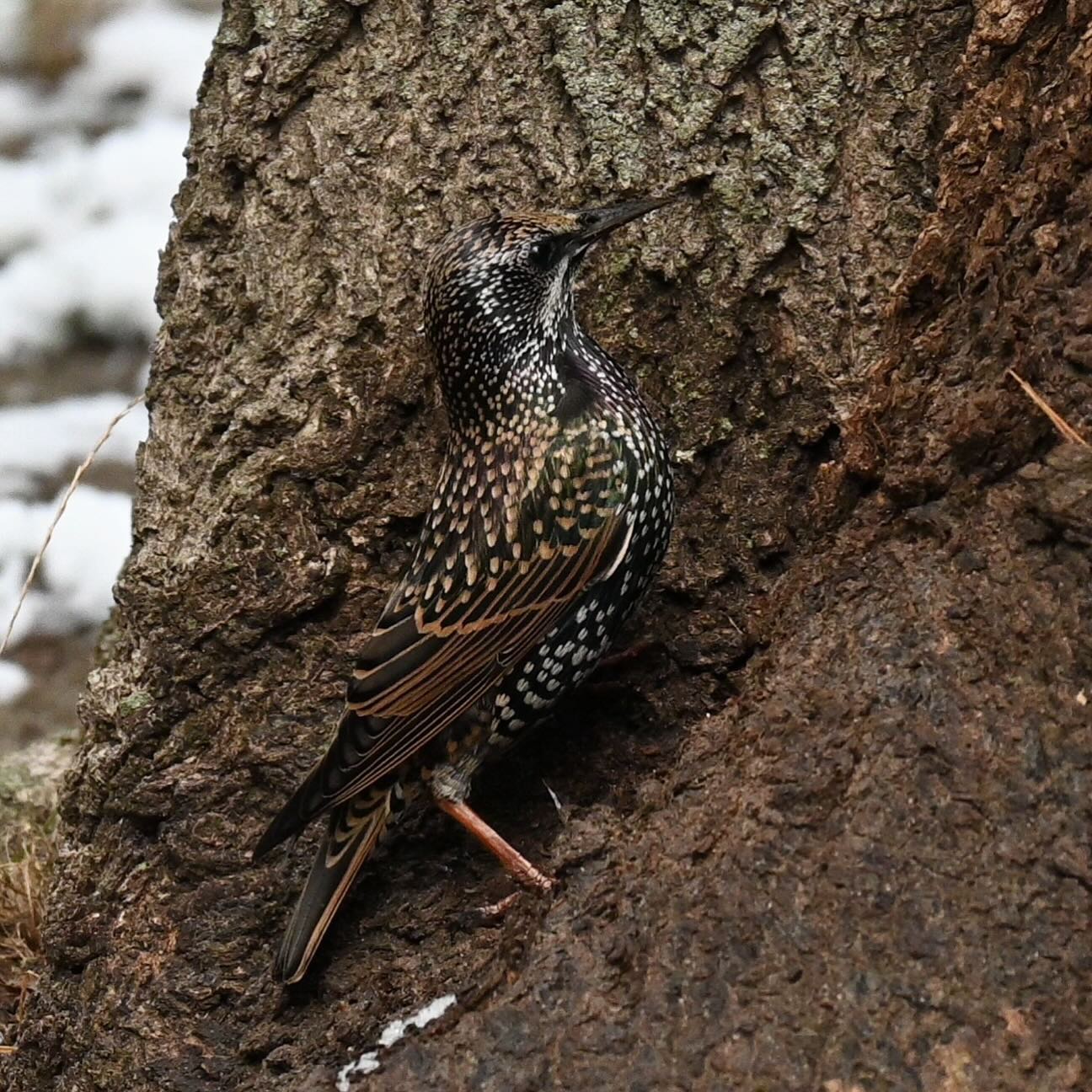 Szpak znalazł jakieś przysmaki w zagłębieniu kory drzewa, wydziobywał coś przez kilka minut

Ps. Czy szpaki nie powinny już czasami odlecieć na zimę?

#szpak #ptakipolski #szpaki #zima #ptaki #ptakizimą #starling
