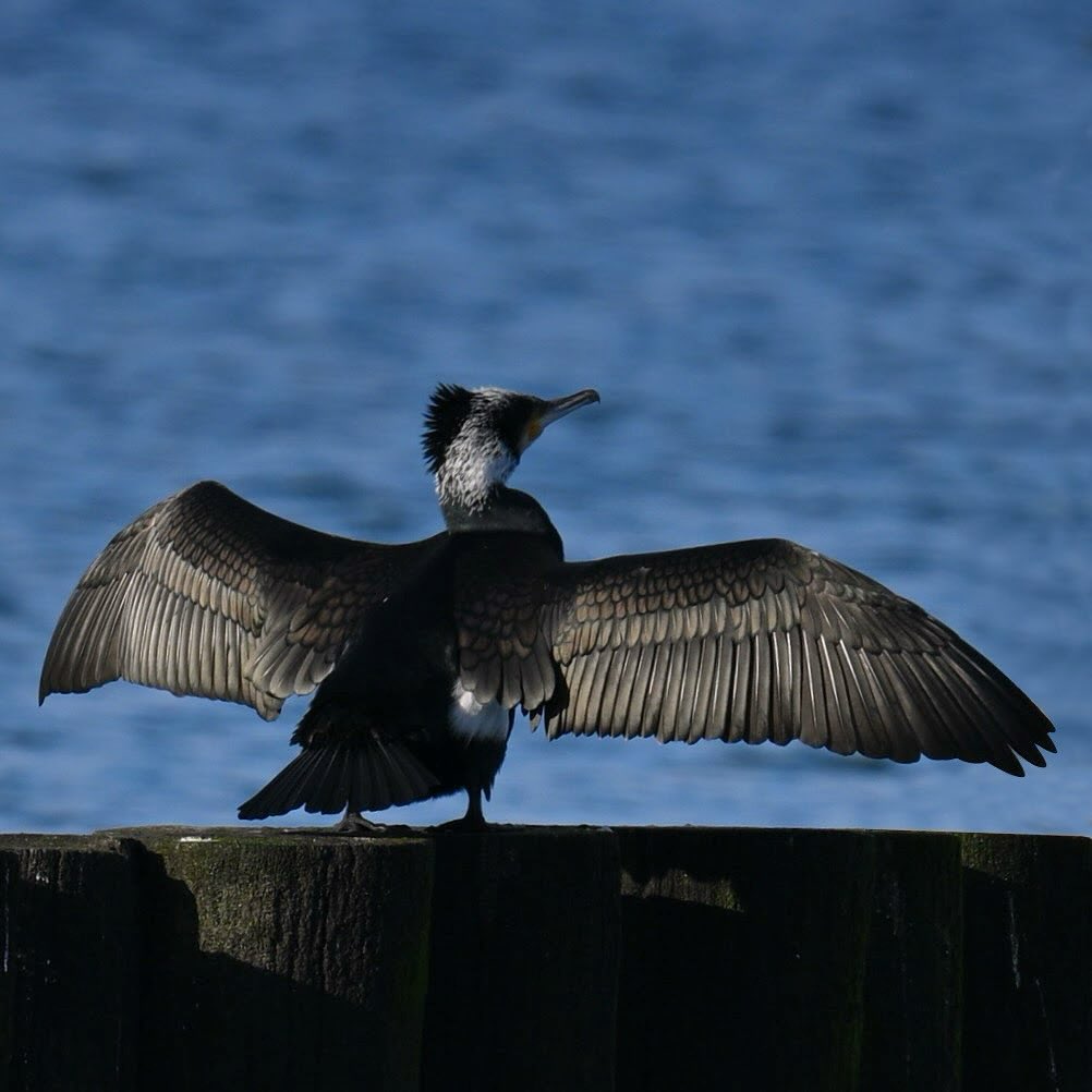 Kołobrzeski kormoran 

#kormoran #ptaki #ptakizimą #ptakiwodne #phalacrocoraxcarbo #greatcomorant