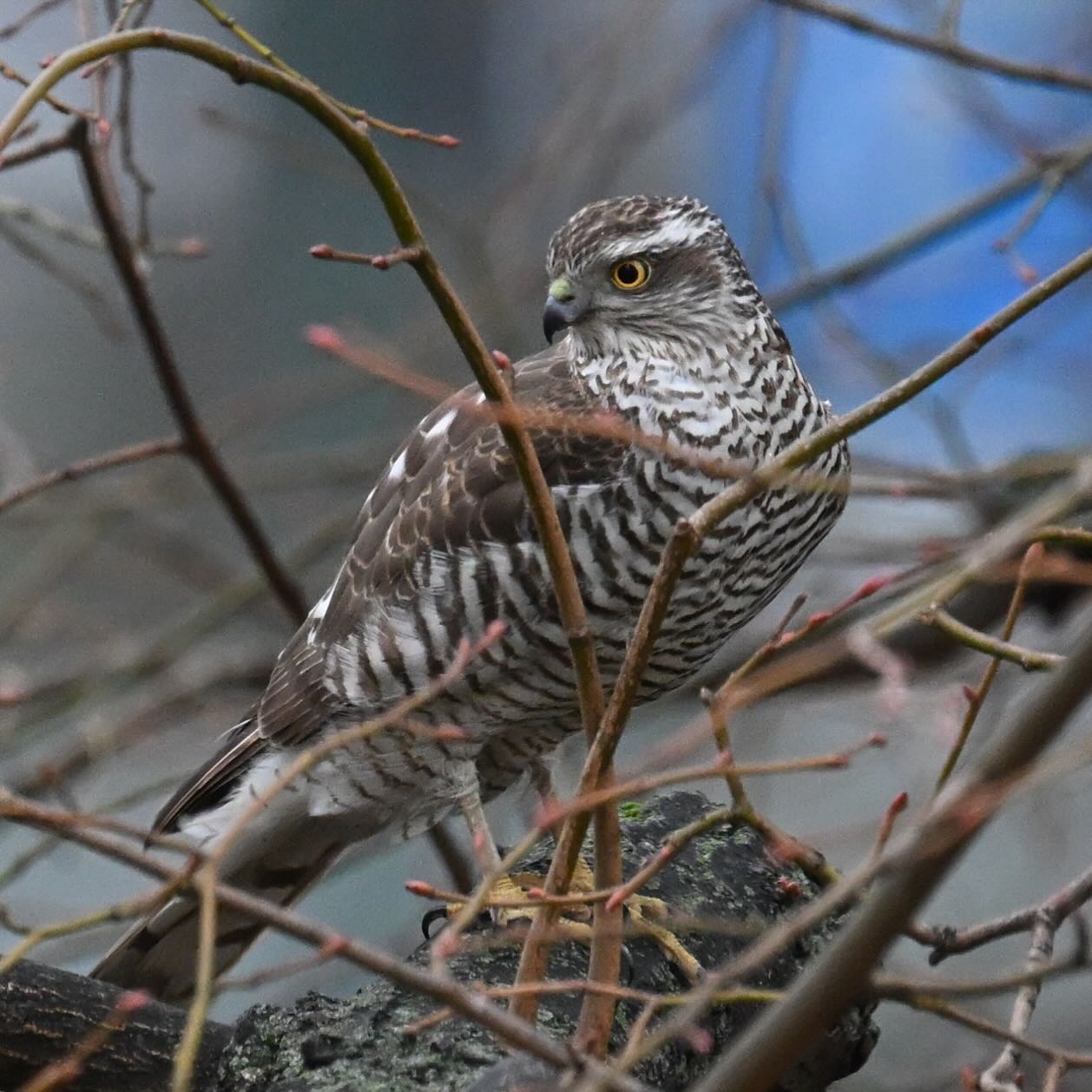 Dziś znów krogulec pod naszym oknem

#krogulec #jastrząbwróblarz #accipiternisus #ptakidrapieżne #ptaki #sparrowhawk