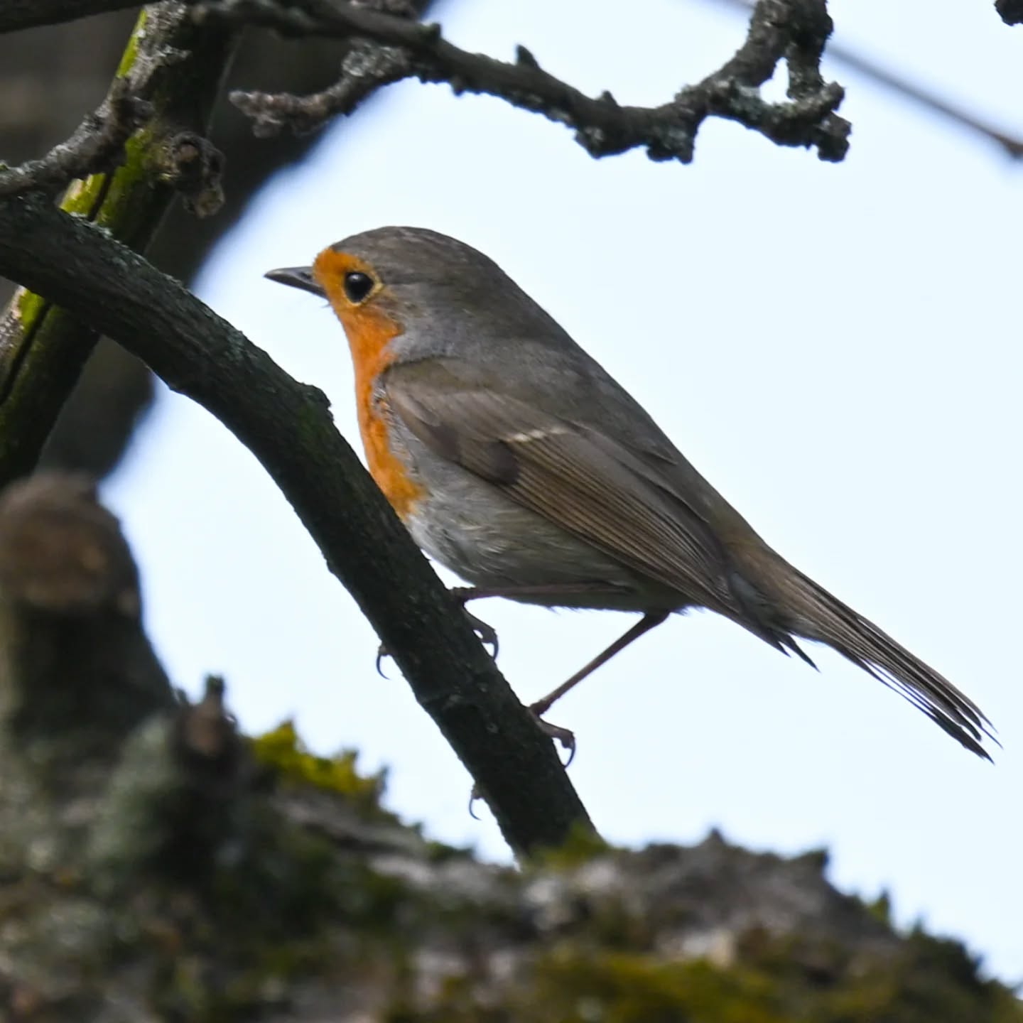 Rudzik, tylko jedno udane ujęcie, ale i tak radocha bo od dawna nie widzieliśmy rudzików ☺️ | A robin, only one good shot, but it's still a joy because we haven't seen robins for some time

#rudzik
#ptaki
#erithacusrubecula 
#robin 
#birds