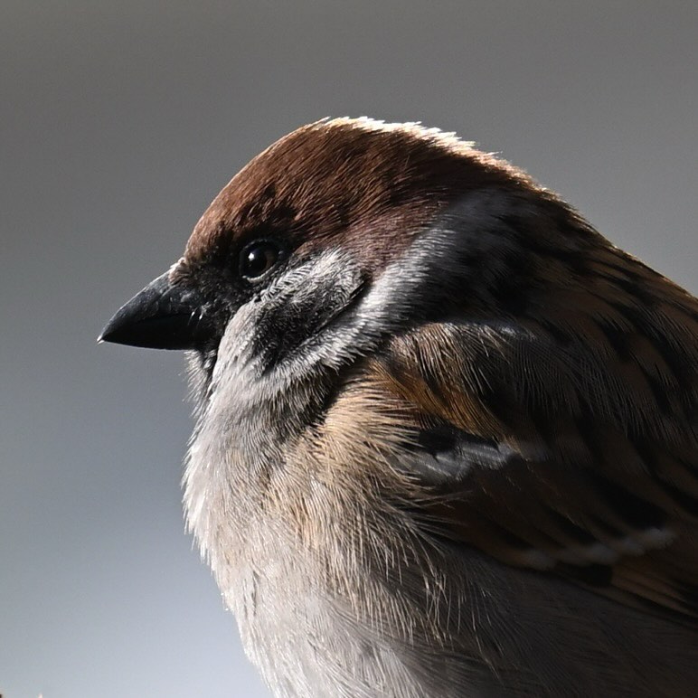 Portret mazurka

#mazurek #wróbelpolny #ptaki #ptakipolski #passermontanus #treesparrow