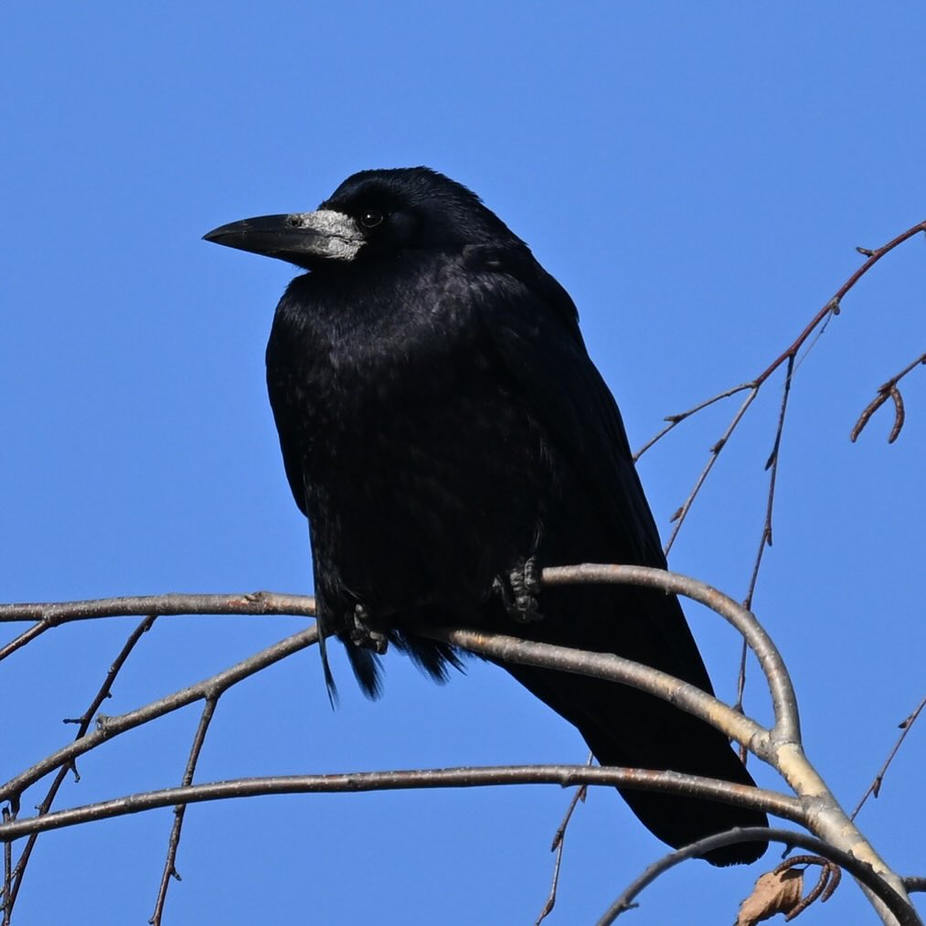 Gawron z Ursynowa 

#gawron #krukowate #ptaki #ptakizimujące #corvusfrugilegus #rook