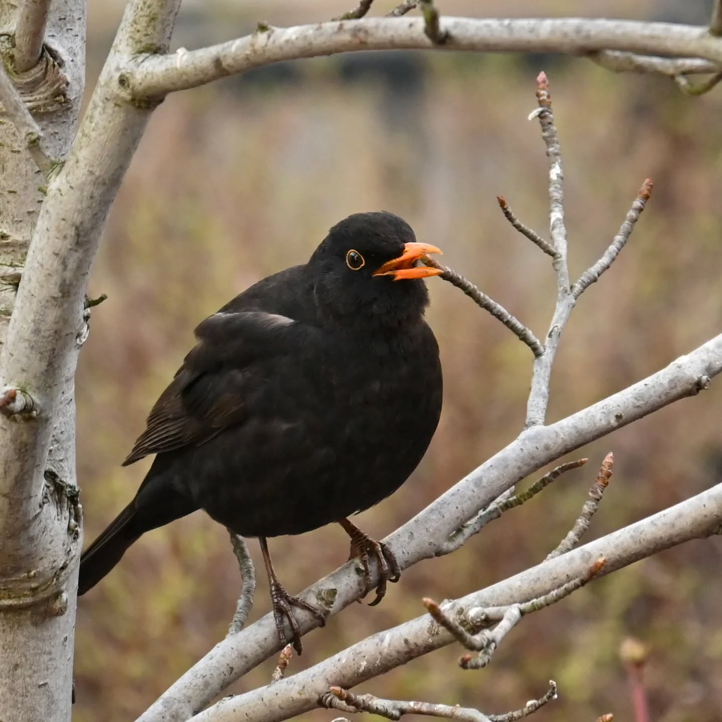 Kos, siedział ponad godzinę na tej gałązce i cichutko pośpiewywał 

#kos #ptakiwiosną #turdusmerula #blackbird #birdsinspring