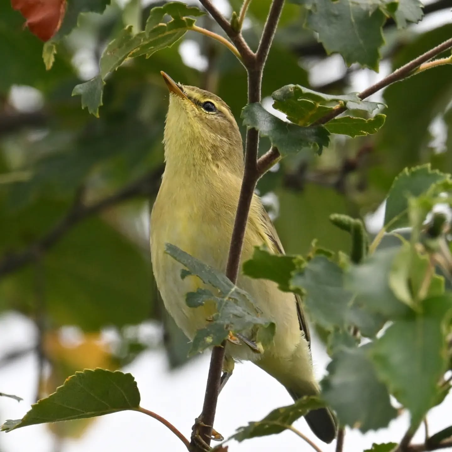 Piecuszek | Wilow warbler

Center For Park og Natur, Copenhagen

Koniec sierpnia 2026 | End of August 2026 

#piecuszek #ptaki #phylloscopustrochilus #willowwarbler #birds