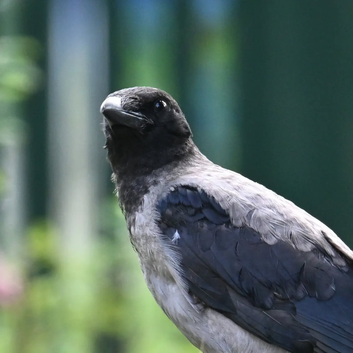 Młoda wrona z podwórka pod blokiem | A young crow from the housing estate yard

#wronasiwa #podlotwrony #corvuscorone #hoodedcrow #juvenilehoodedcrow