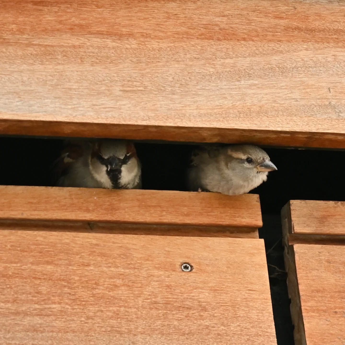 Portowe wróble | Harbor sparrows

#wróbel #ptaki #passerdomesticus #sparrow #housesparrow