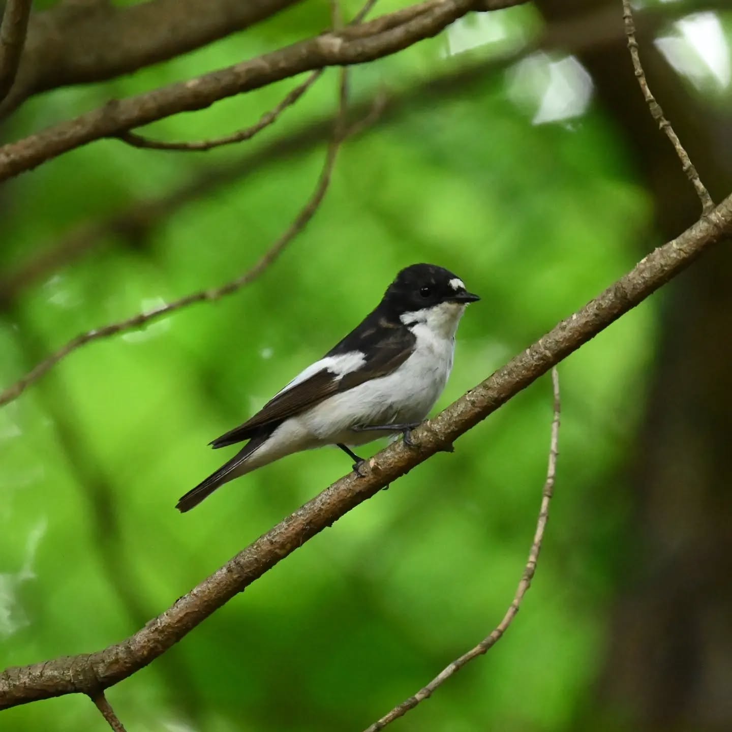 Samiec muchołówki żałobnej, oprócz niego na gałązkach był również inny ptaszek, prawdopodobnie podlot. | 
A male European pied flycatcher, and beside him on the branches there was also another little bird, probably a fletchling.

Czerwiec 2024 | June 2024

#muchołówkażałobna #ptaki #ficedulahypoleuca
#europeanpiedflycatcher #piedflycatcher