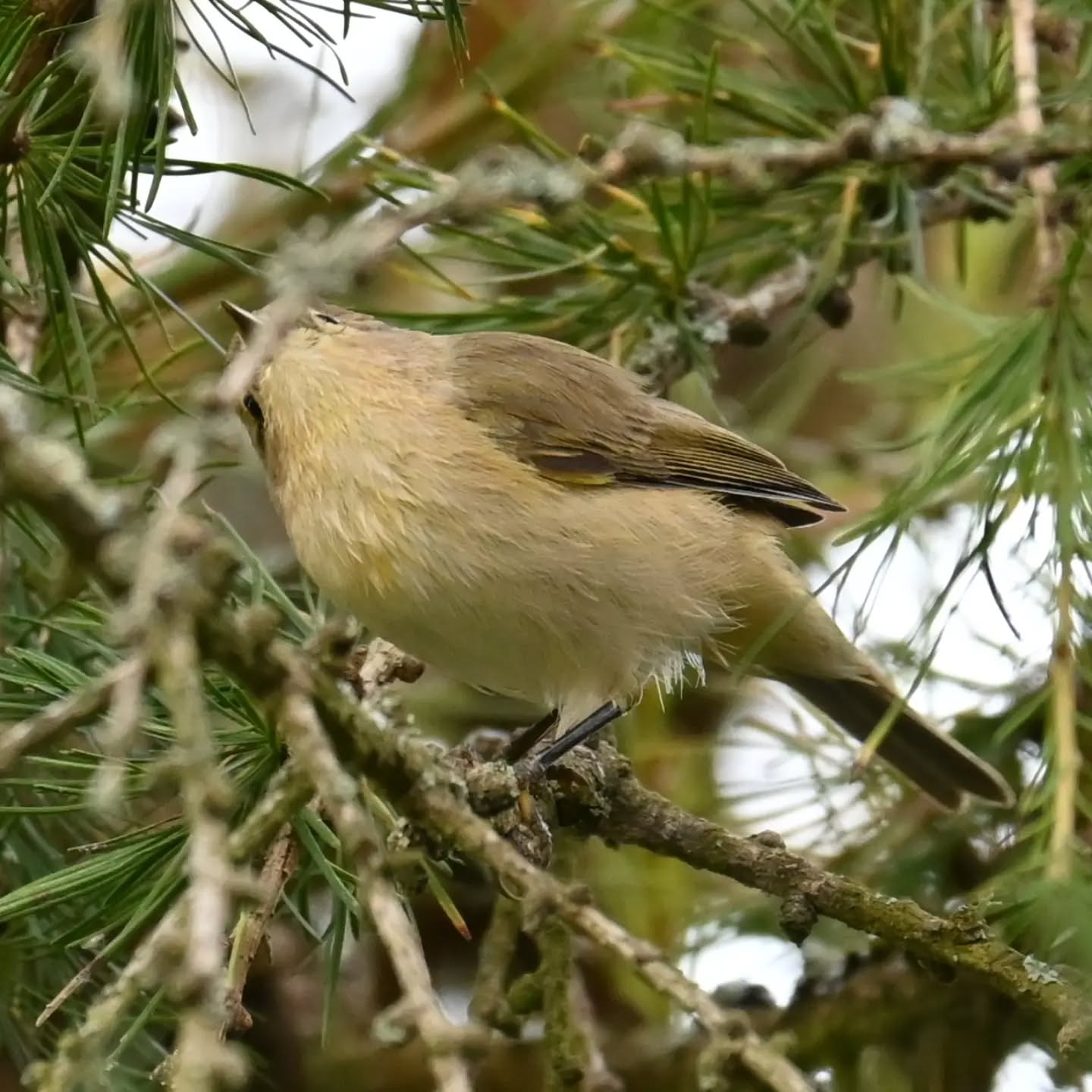 Mazurski pierwiosnek 

#pierwiosnek #ptaki #phylloscopuscollybita #chiffchaff #birds