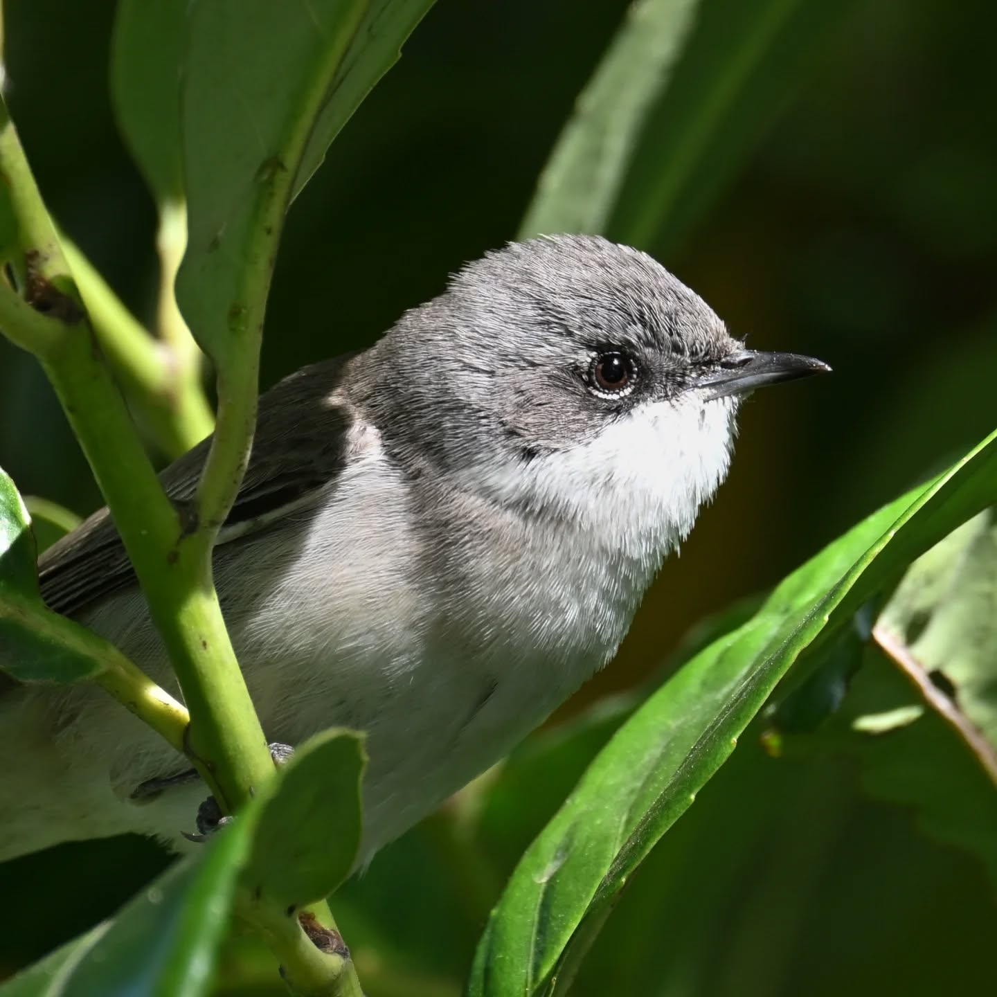 Spamowania piegżą ciag dalszy 😊 tę spotkaliśmy rok temu na dolnym Śląsku o tej samej porze roku, ale jeszcze nie publikowaliśmy tych zdjęć | More whitethroat spam incoming! 😊 We met this one a year ago in Lower Silesia at the same time of year, but we haven't shared these photos yet

#piegża #ptakiwiosną #currucacurruca #lesserwhitethroat #birdsinspring