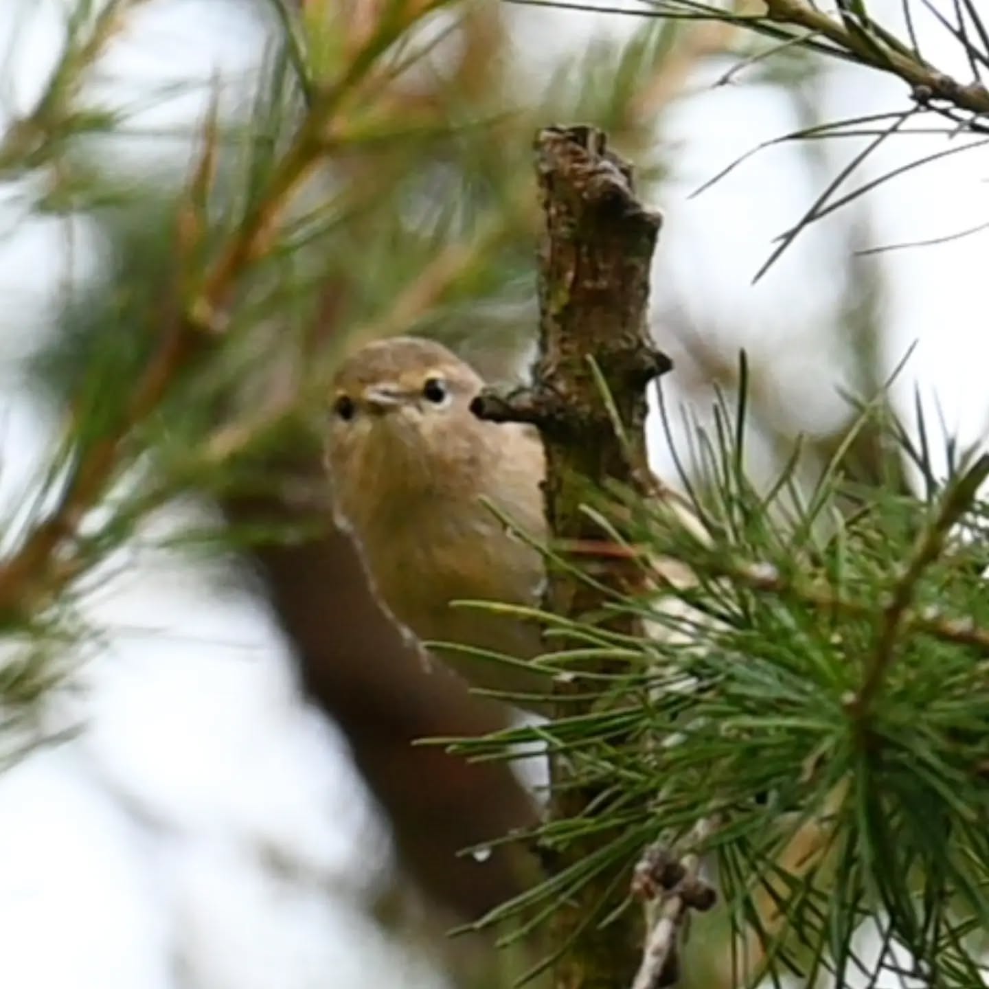 Mazurski pierwiosnek 

#pierwiosnek #ptaki #phylloscopuscollybita #chiffchaff #birds
