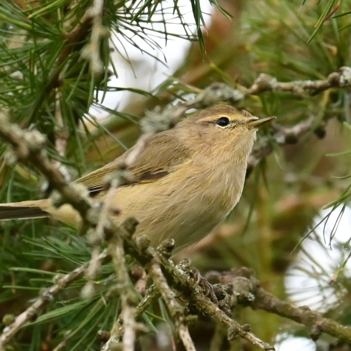 Mazurski pierwiosnek 

#pierwiosnek #ptaki #phylloscopuscollybita #chiffchaff #birds