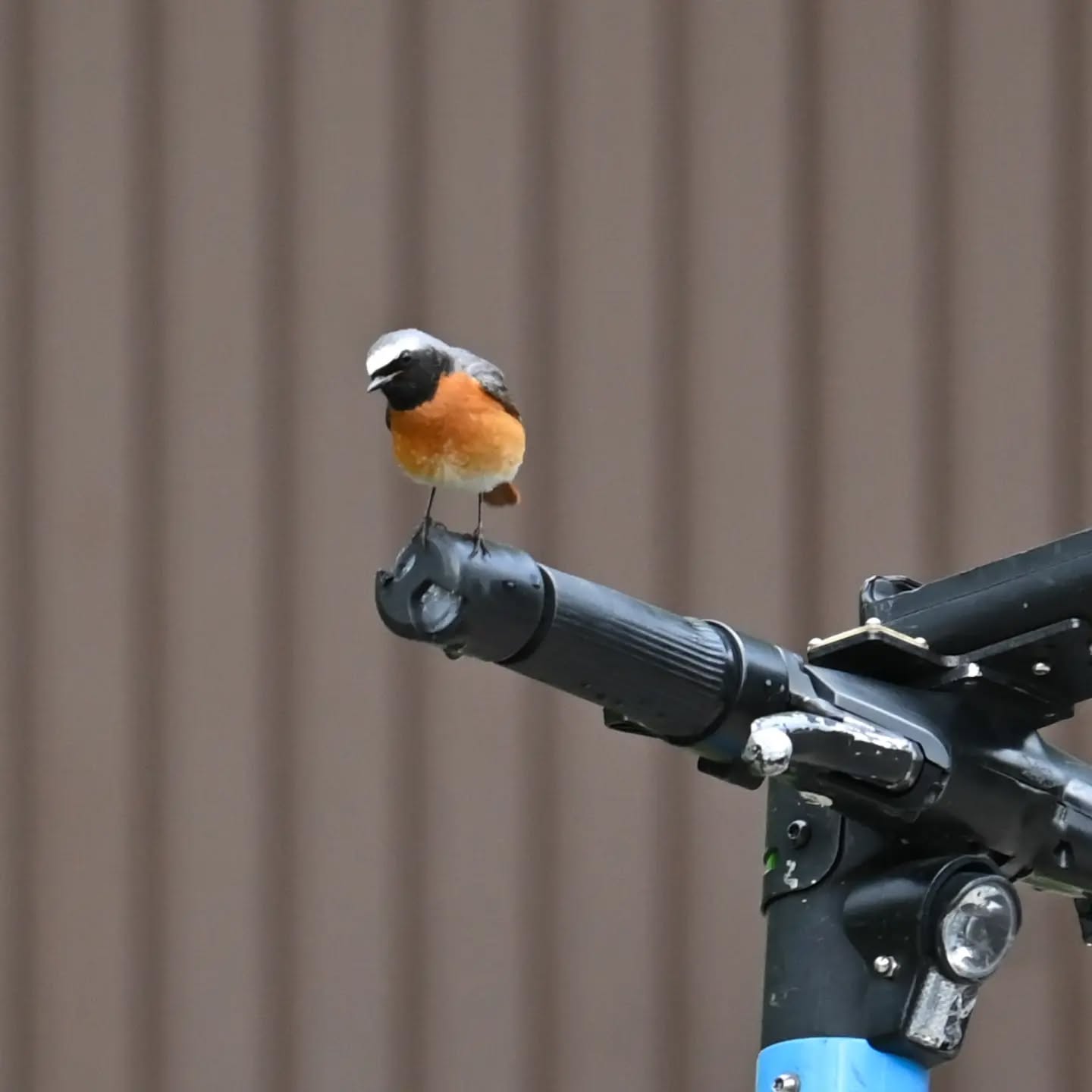 W tym roku na nasze osiedle znów przyleciała pleszka, albo może tym razem przyjechała hulajnogą | 
This year, the common redstart flew to our neighborhood again, or maybe this time it arrived on an electric scooter.

#pleszka #ptaki #phoenicurusphoenicurus #commonredstart #redstart