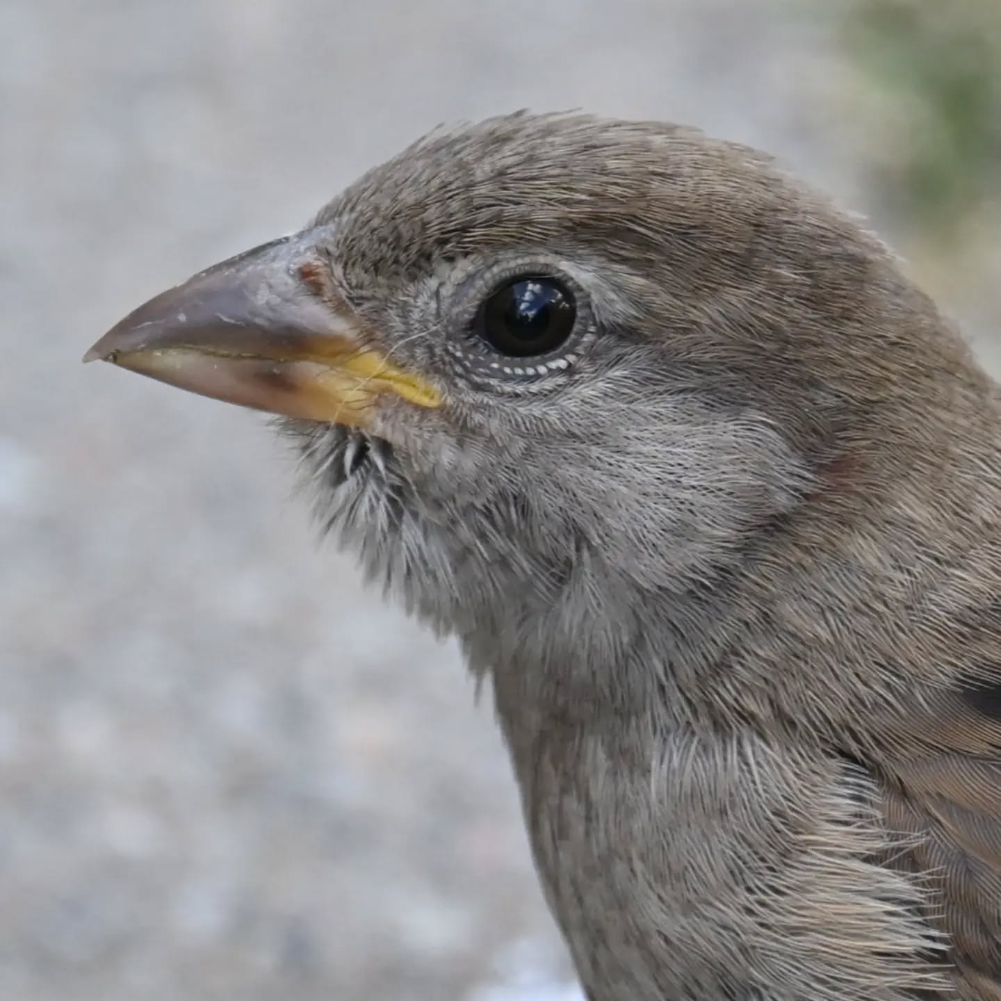 Wróblowy maluszek 💛 | Little Sparrow 💛

Sierpień 2024 

#wróbel #podlotwróbla #passerdomesticus #sparrow #sparrowfledgling