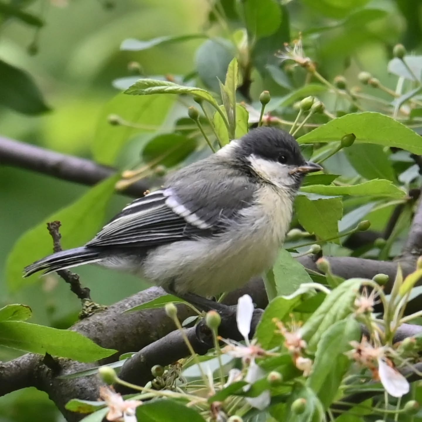 Pierwsze w tym roku ptasie dzieci pod naszym blokiem ☺️ i to od razu piątka bogatek! 

#sikorabogatka #bogatka #parusmajor #greattit #juvenilegreattit