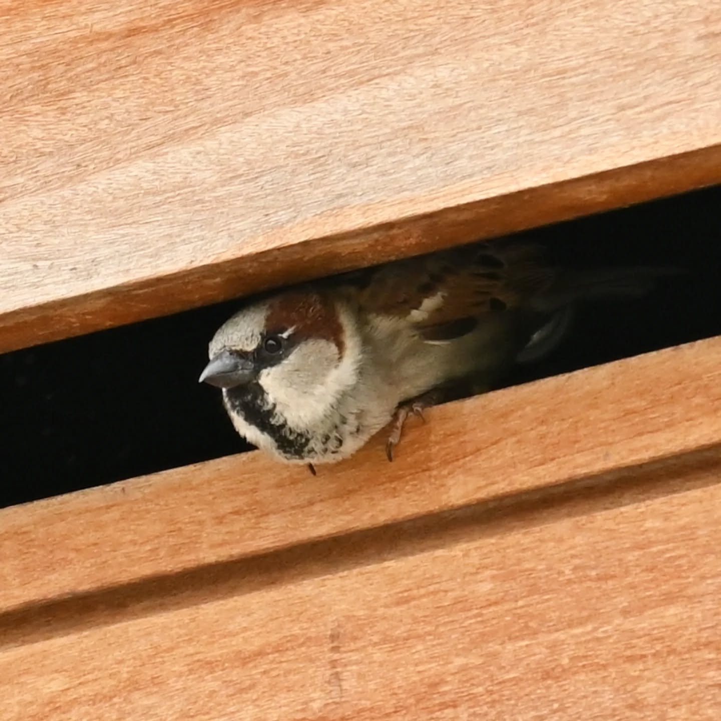 Portowe wróble | Harbor sparrows

#wróbel #ptaki #passerdomesticus #sparrow #housesparrow