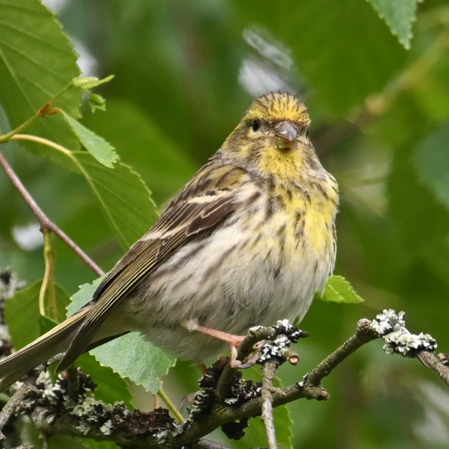 Kulczyk z Borów Tucholskich

#kulczyk #borytucholskie #serinusserinus #europeanserin #serin