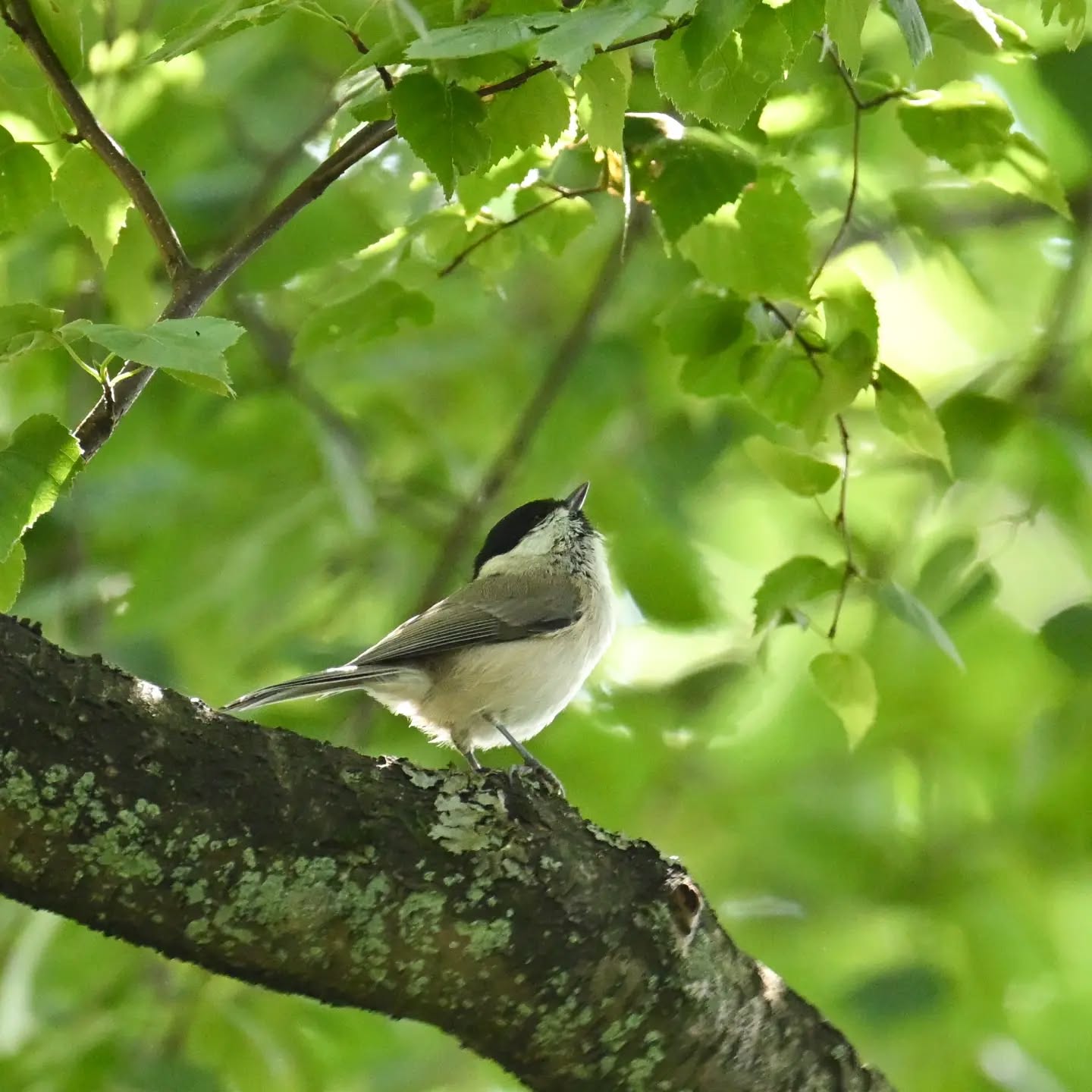 Mazurska czarnogłówka |  Masurian willow tit

Koniec sierpnia 2026 | End of August 2026 

#czarnogłówka #ptaki #poecilemontanus #willowtit #birds