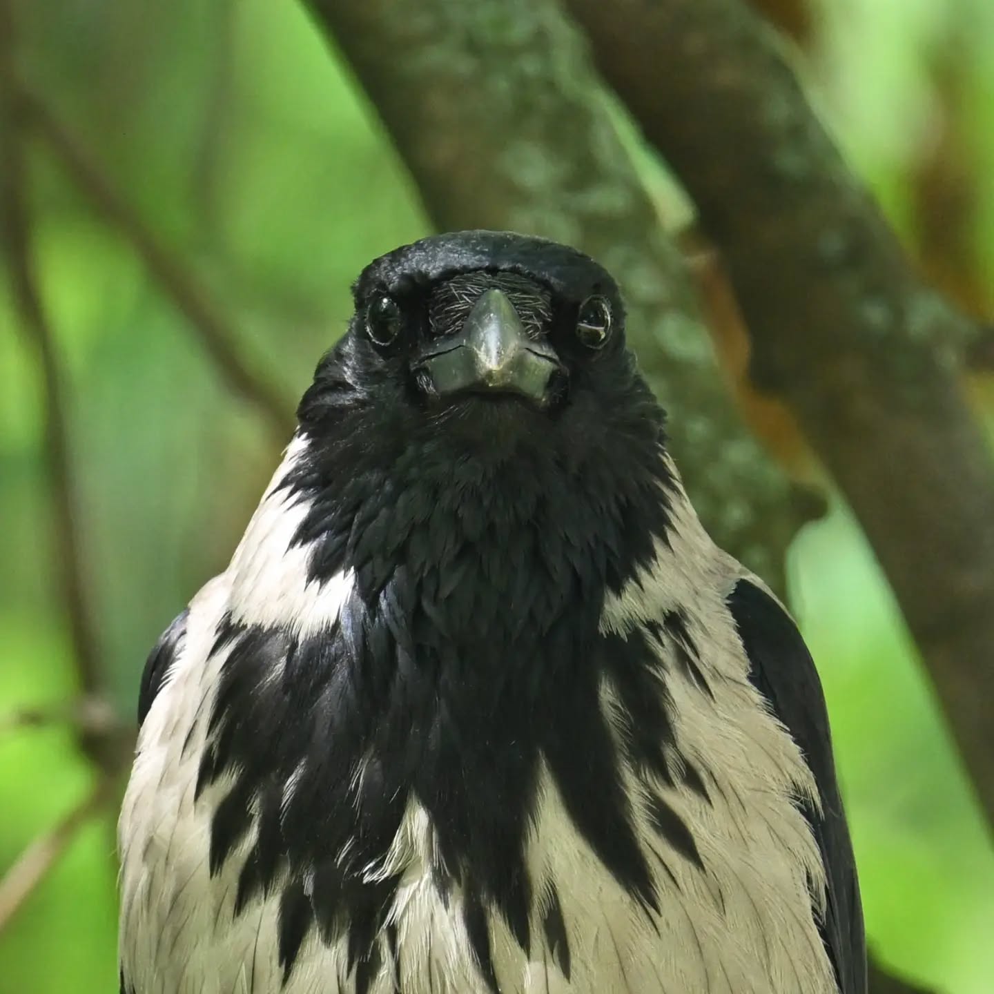 Portrety wrony, za piękne pozowanie dostała orzecha ☺️

#wronasiwa #ptaki #corvuscorone #hoodedcrow #birds