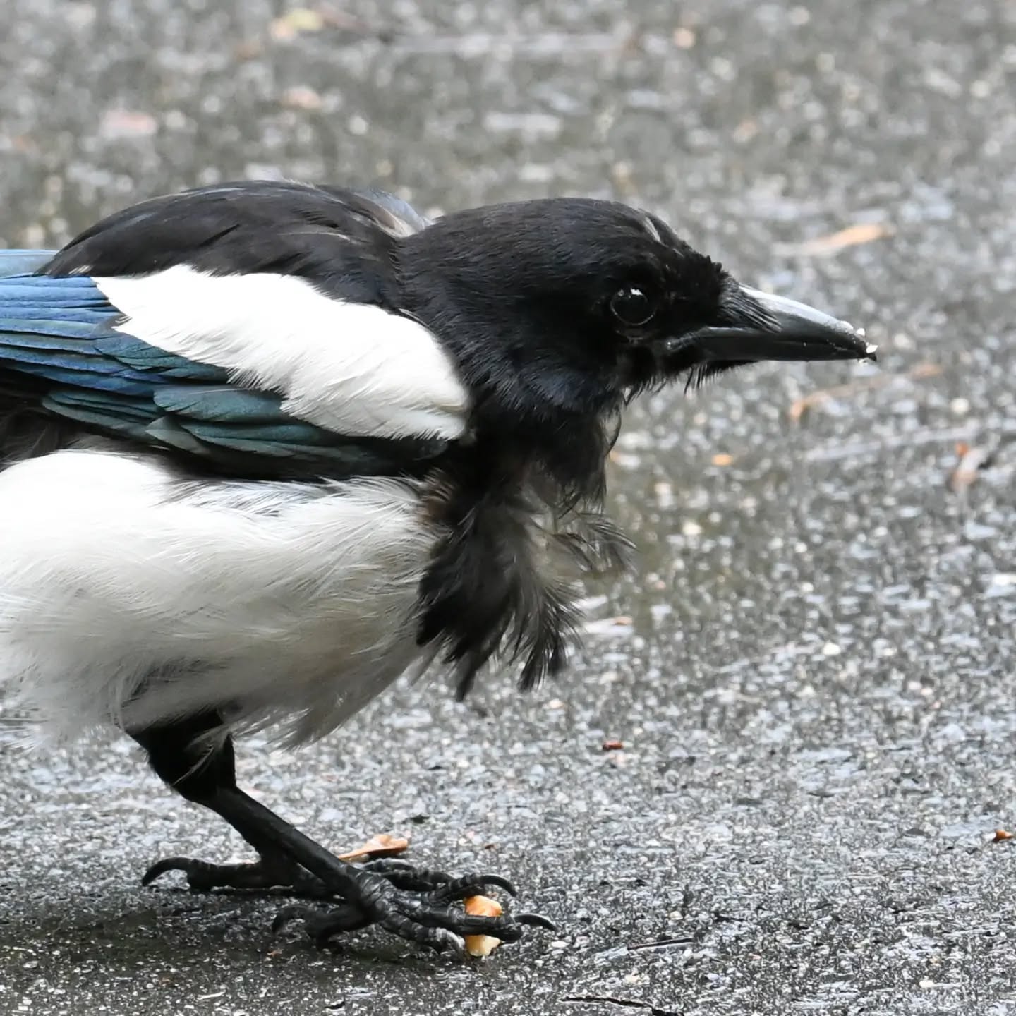 Młoda sroczka poczęstowana orzechem. Niedojedzoną resztkę orzecha zakopała między trawami. | A young magpie was treated to a nut. She buried the unfinished leftover nut among the grass.

#sroka #ptaki #picapica #magpie #birds
