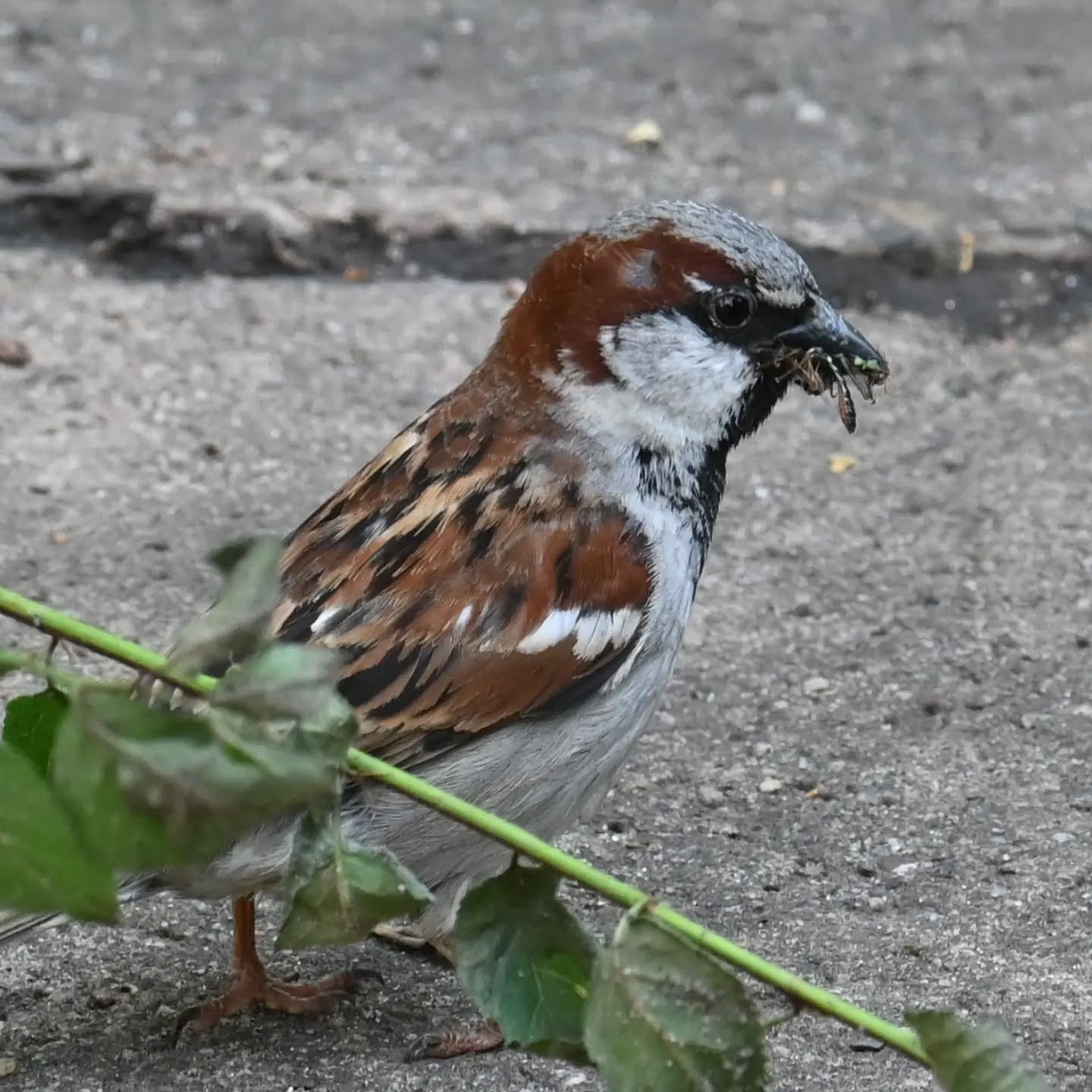 Pan wróbel z jedzonkiem w dziobie | Mr. Sparrow with food in his beak 

#wróbel #ptaki #passerdomesticus #sparrow #birds