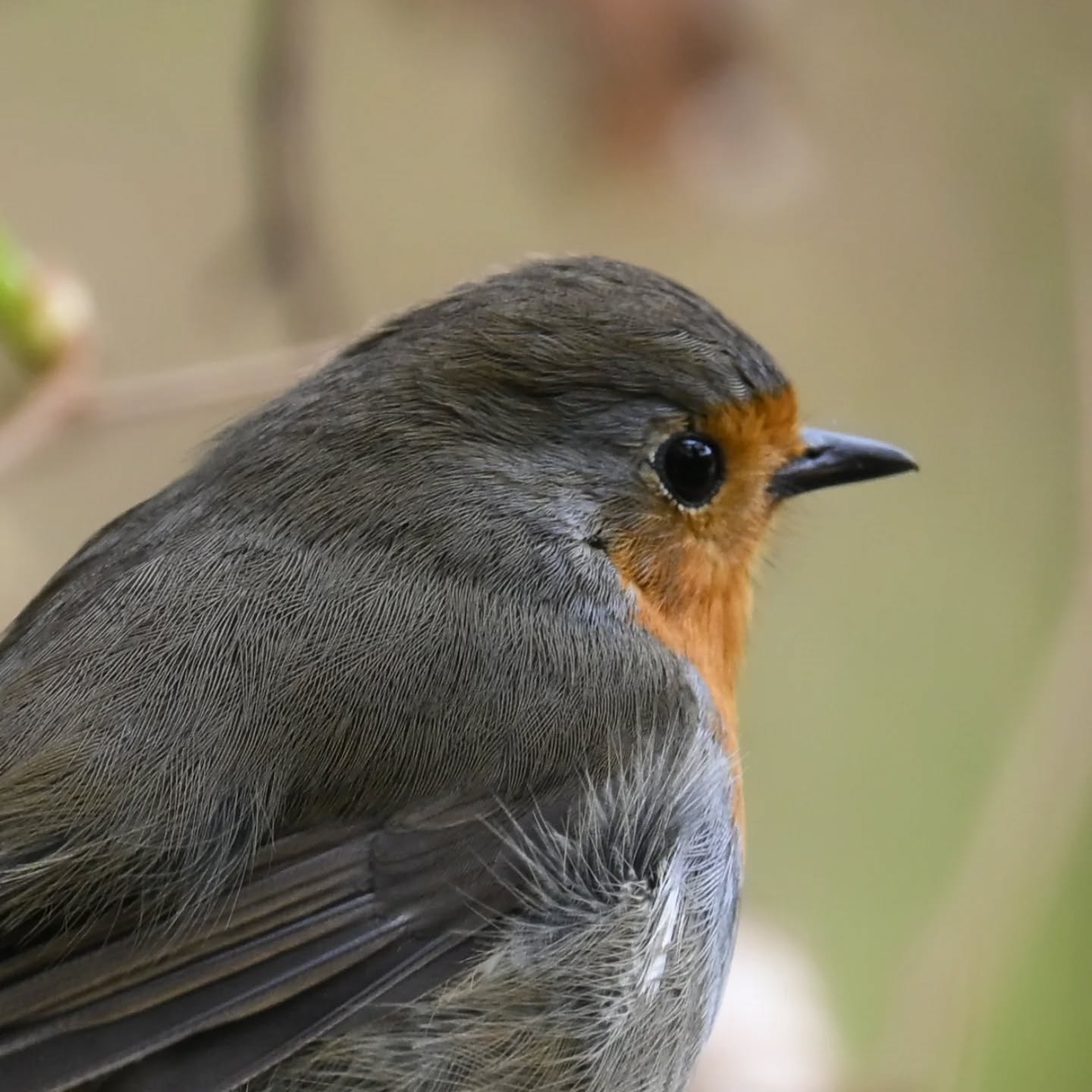 Rudzik znad Jeziora Szmaragdowego w Szczecinie | A robin from Emerald Lake in Szczecin

#rudzik #ptakiwiosną #erithacusrubecula #robin #birdsinspring