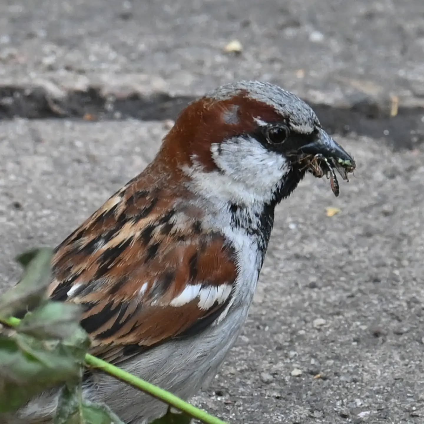Pan wróbel z jedzonkiem w dziobie | Mr. Sparrow with food in his beak 

#wróbel #ptaki #passerdomesticus #sparrow #birds