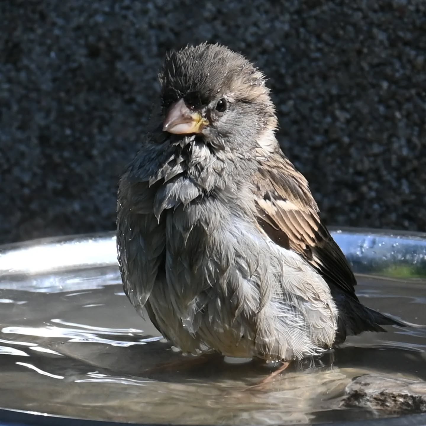 Kąpiel wróbelki 

#wróbel #samicawróbla #passerdomesticus #sparrow #femalesparrow