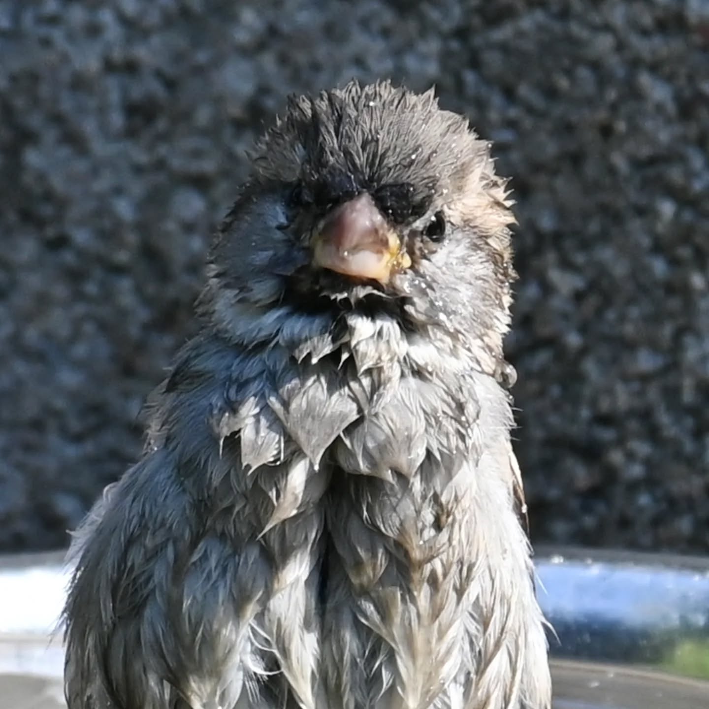 Kąpiel wróbelki 

#wróbel #samicawróbla #passerdomesticus #sparrow #femalesparrow