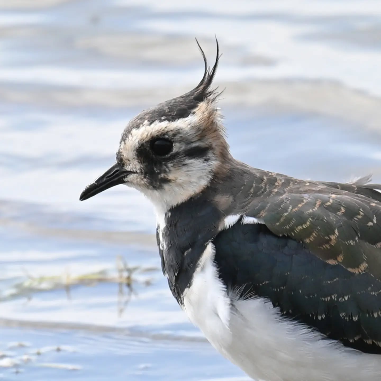 Na szwedzkim półwyspie Falserbo po raz pierwszy napotkaliśmy czajki, i to od razu w jakiej ilości! | On the Swedish peninsula of Falsterbo, we encountered lapwings for the first time, and so many of them right away!

20 sierpnia 2026 | August 20th 

#czajka #ptaki #vanellusvanellus #lapwing #nothernlapwing