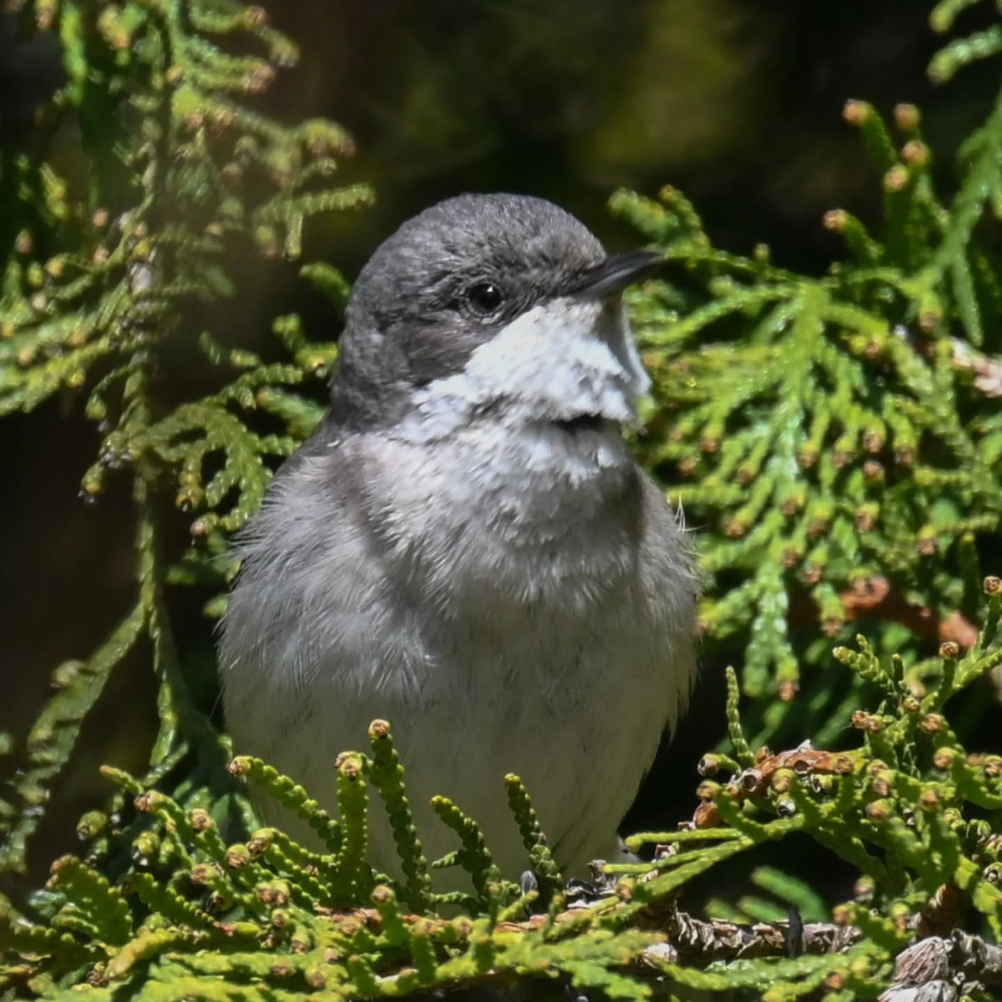 Piegża

#piegża #ptakiwiosną #currucacurruca #lesserwhitethroat #birdsinspring