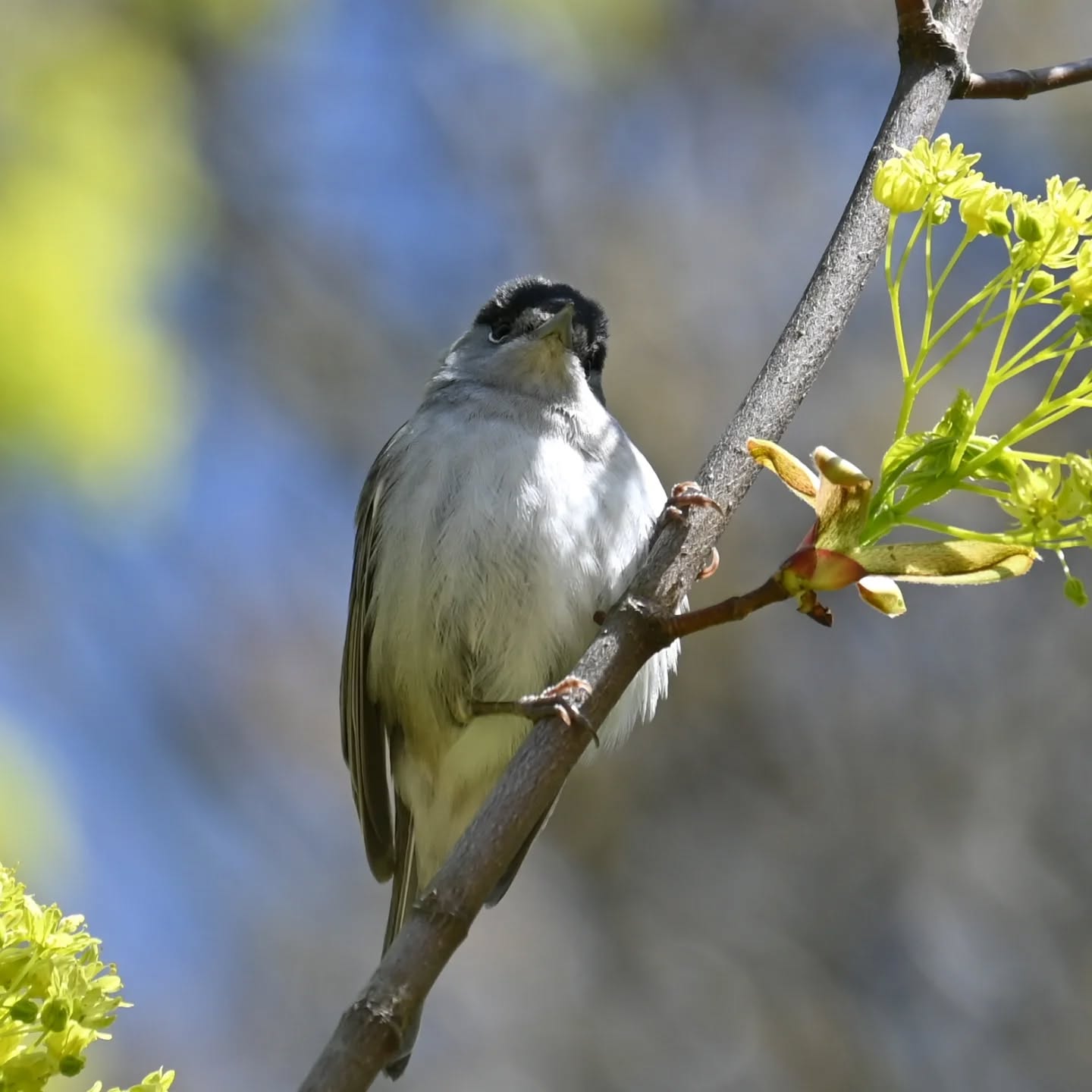Była ostatnio pani kapturka, a teraz małżonek | We had a female blackcap recently, and now her mate is here

#kapturka #samieckapturki #sylviaantricapilla #blackcap #maleblackcap